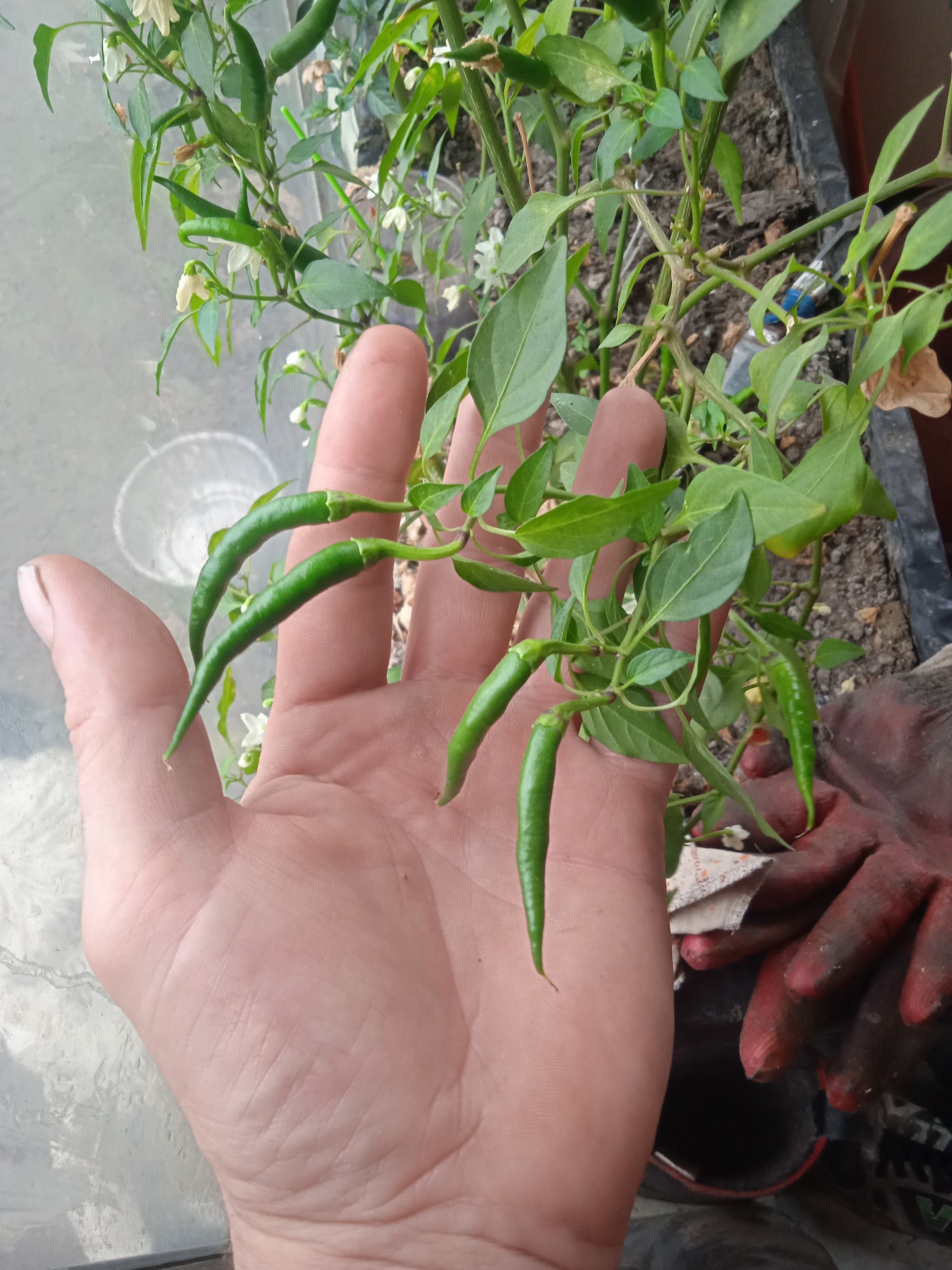 Question for pepper growers - My, Hot peppers, Pepper farming, Growing, Longpost