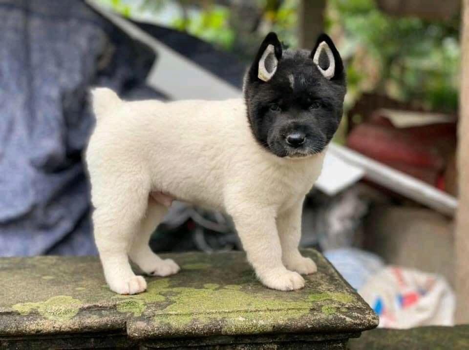 dogs - Dog, Black and white, Longpost, Pets