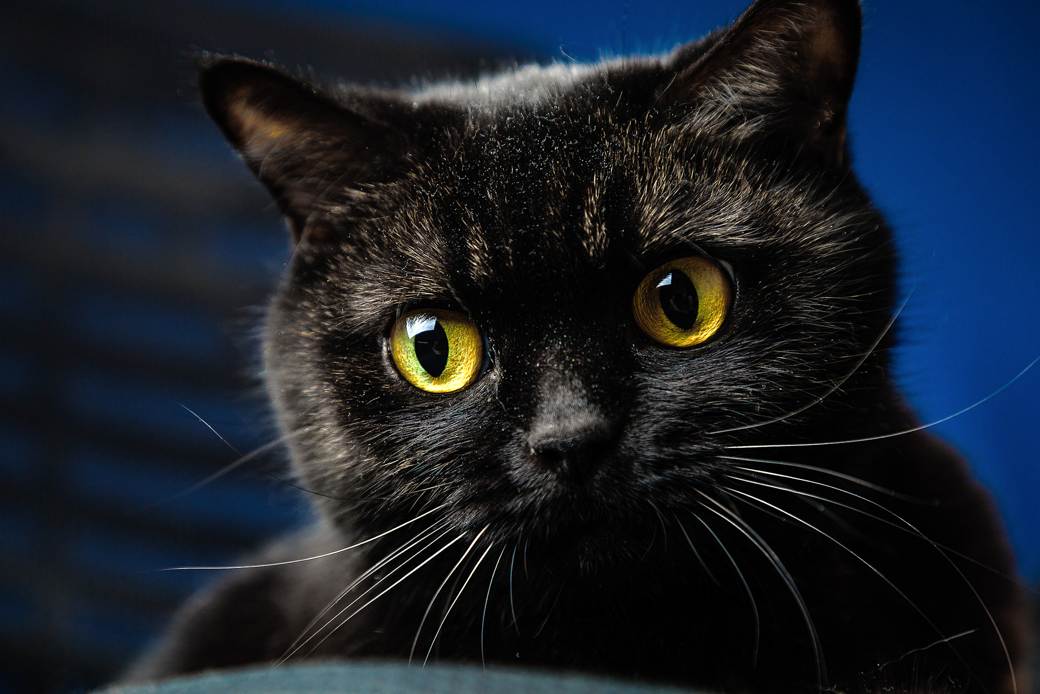 Brazen black yellow-eyed muzzle)) - My, Black cat, Pets, Milota, Longpost, cat