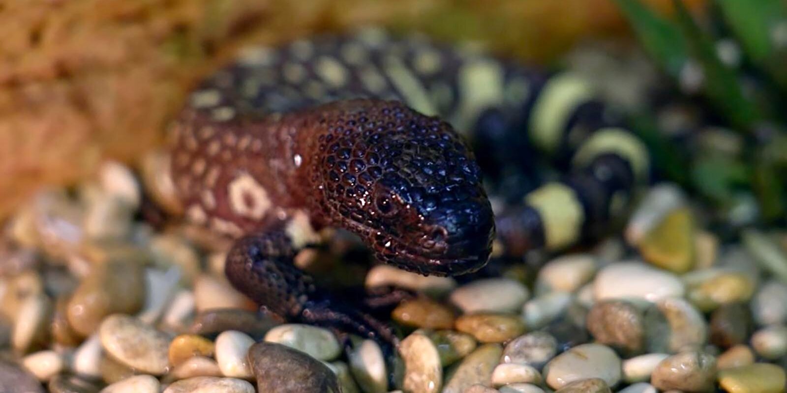 In the Moscow Zoo hatched a baby of rare lizards - Red Book, Animals, Animal protection, Rare view, Video, Longpost