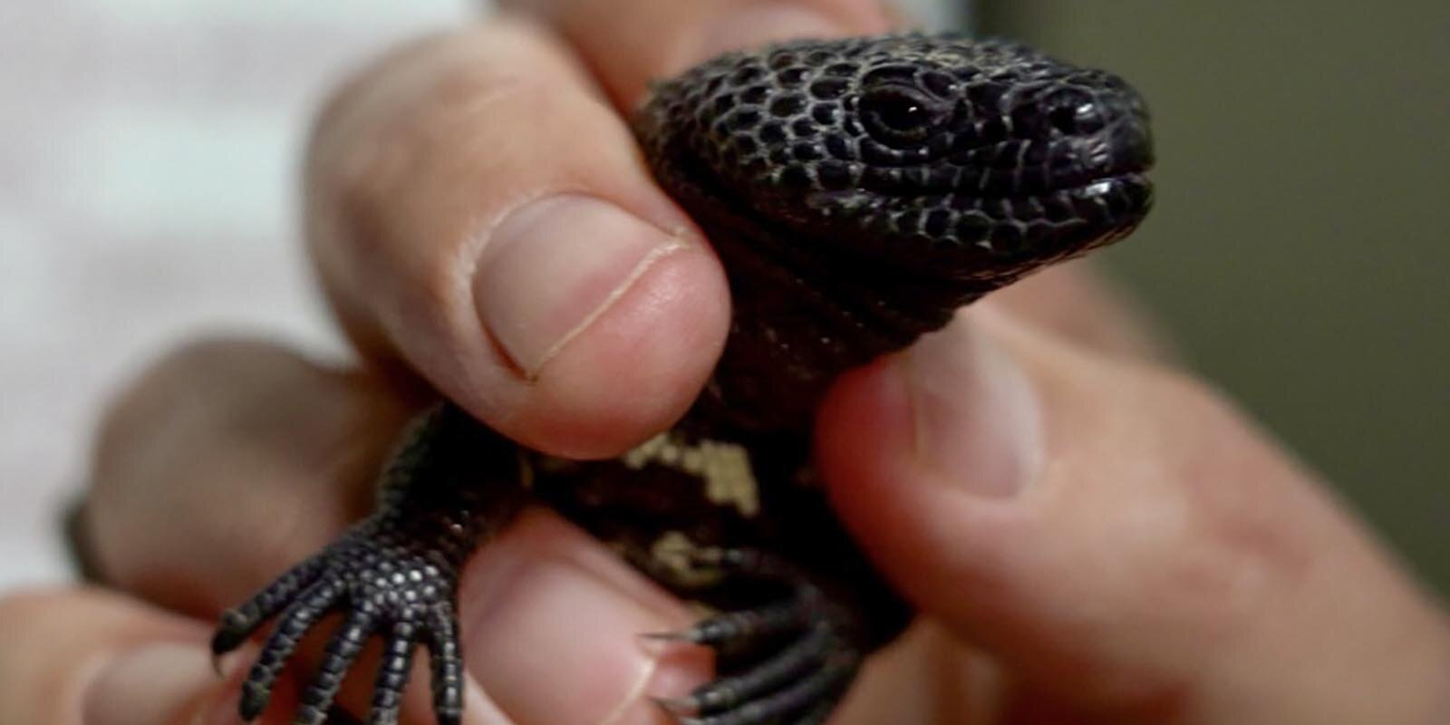 In the Moscow Zoo hatched a baby of rare lizards - Red Book, Animals, Animal protection, Rare view, Video, Longpost