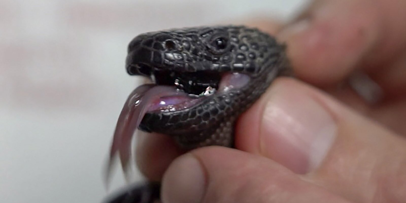 In the Moscow Zoo hatched a baby of rare lizards - Red Book, Animals, Animal protection, Rare view, Video, Longpost