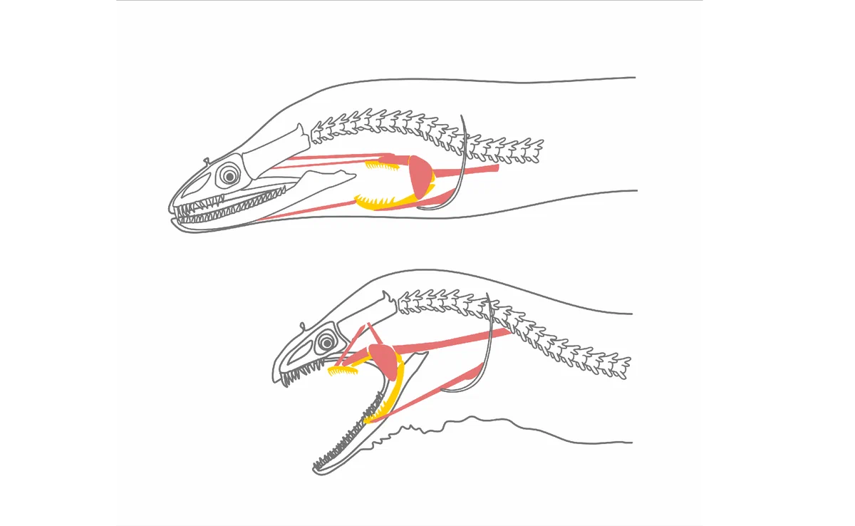 Мурена-дракон: Обычные челюсти и челюсти внутри горла. Зачем этой рыбе  такой дьявольский механизм? | Пикабу
