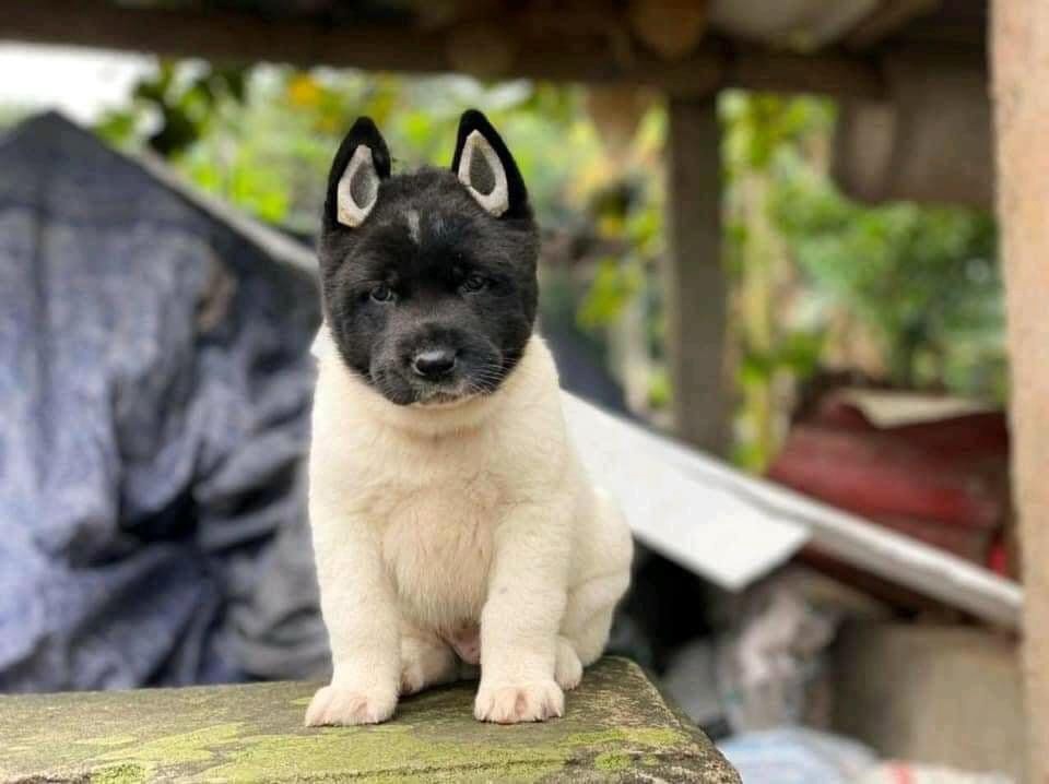 dogs - Dog, Black and white, Longpost, Pets