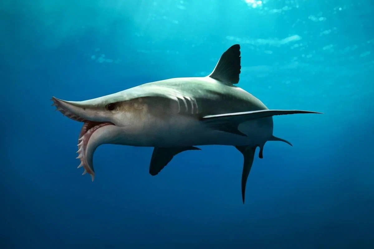 Большие челюсти акулы
