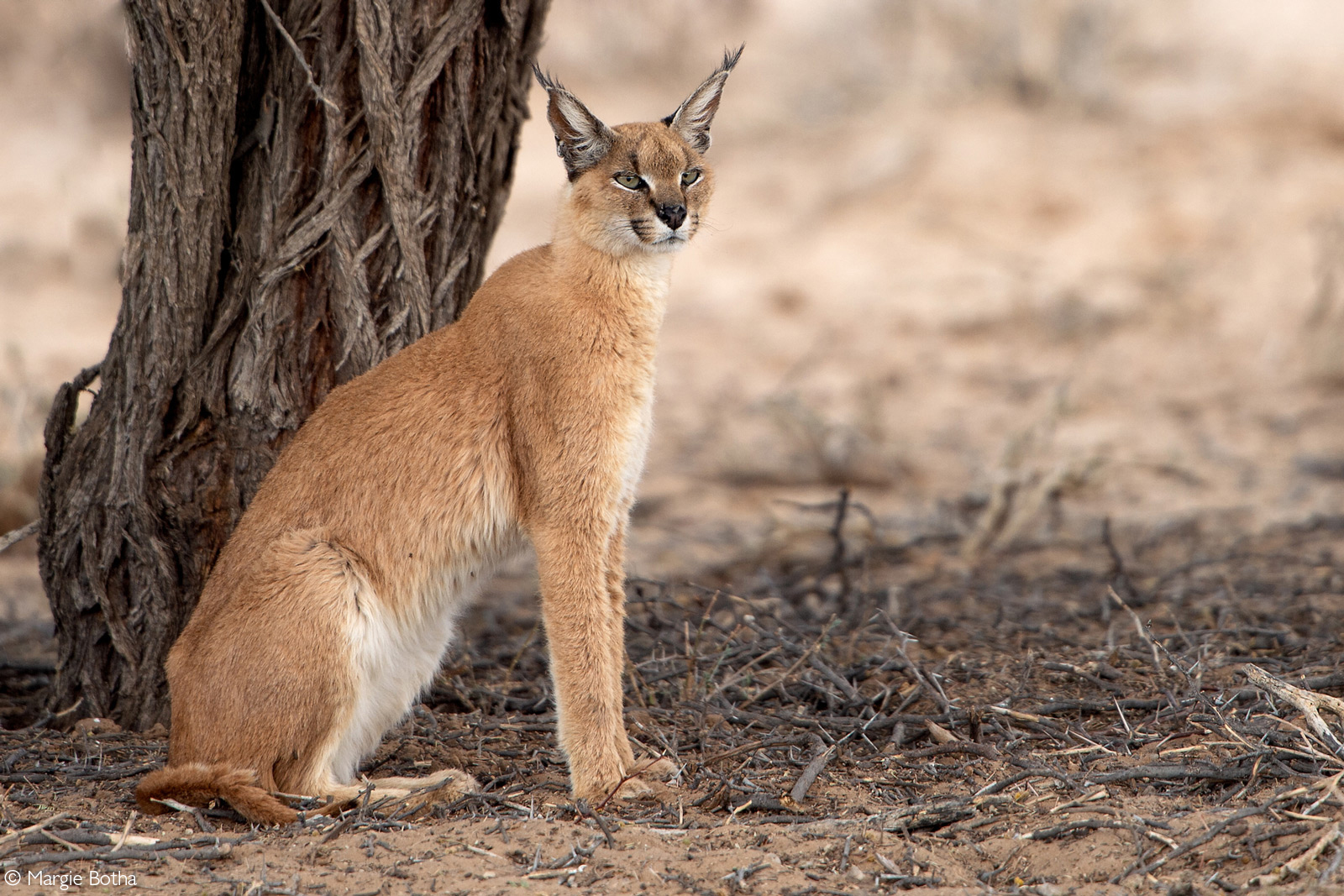 Caracal - Caracal, Small cats, Cat family, Predatory animals, Wild animals, wildlife, Reserves and sanctuaries, South Africa, The photo