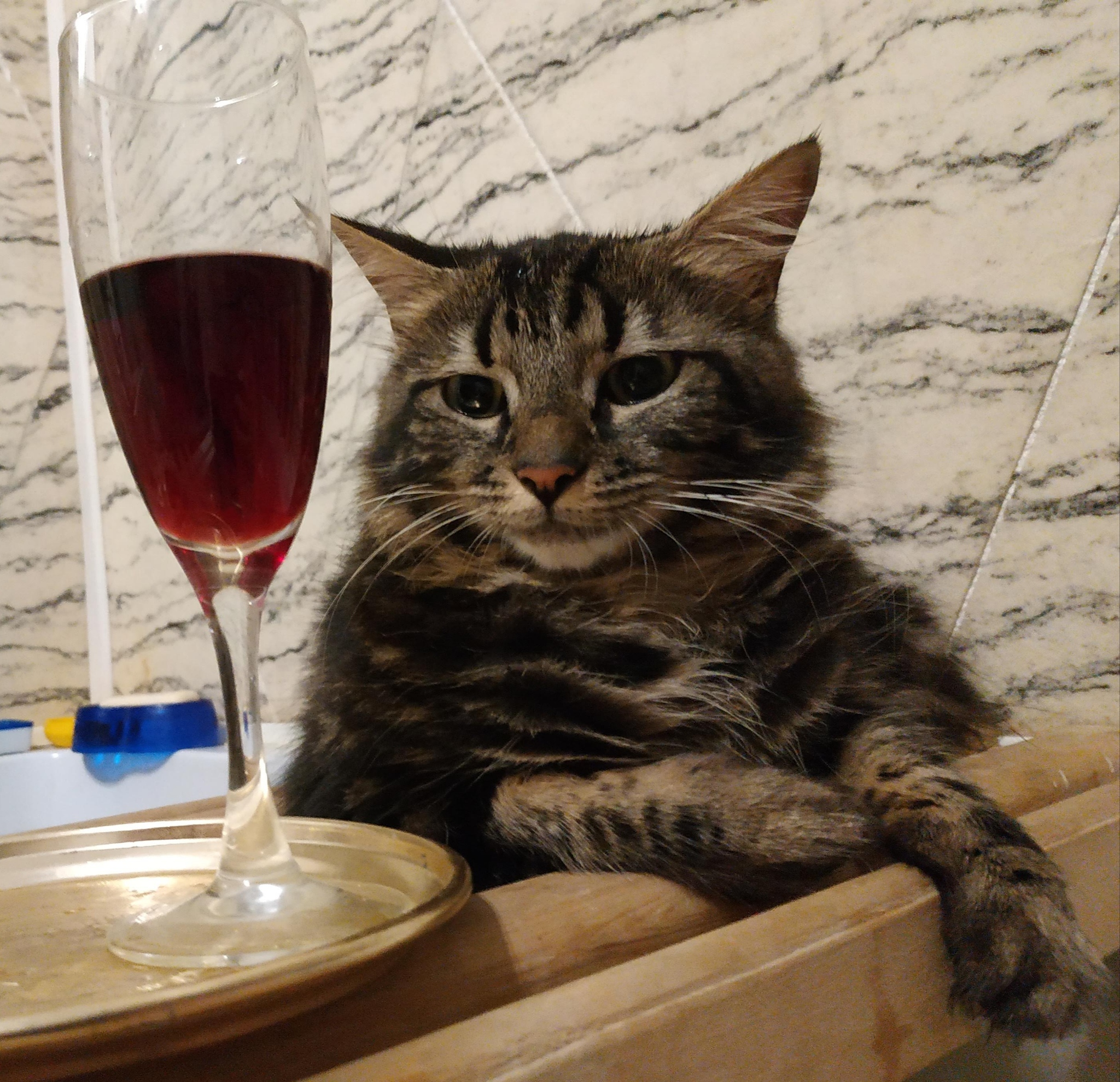 Well, tell me - My, cat, Cat lovers, Wine, Listen