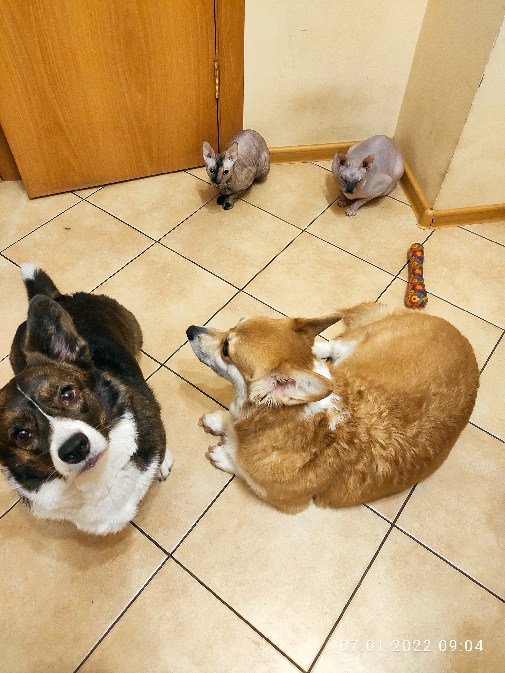 And I'll show mine. - My, Corgi, Welsh corgi pembroke, Welsh Corgi Cardigan, Don Sphynx, Peterbald, cat, Dog, Longpost