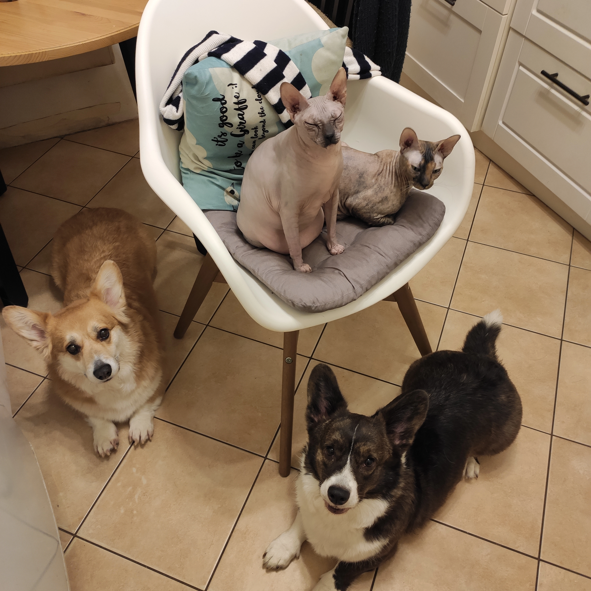 And I'll show mine. - My, Corgi, Welsh corgi pembroke, Welsh Corgi Cardigan, Don Sphynx, Peterbald, cat, Dog, Longpost