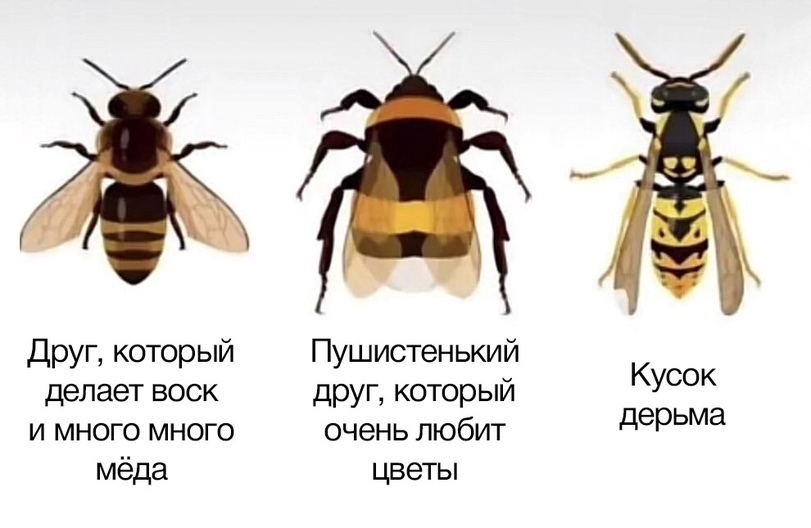 Маленькие полосатые друзья - Насекомые, Оса, Шмель, Пчелы, Полосатый