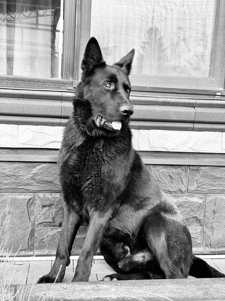 Chambretain's Response in Here's a Better Look at My Puppy - My, Dog, Reply to post, German Shepherd, The photo