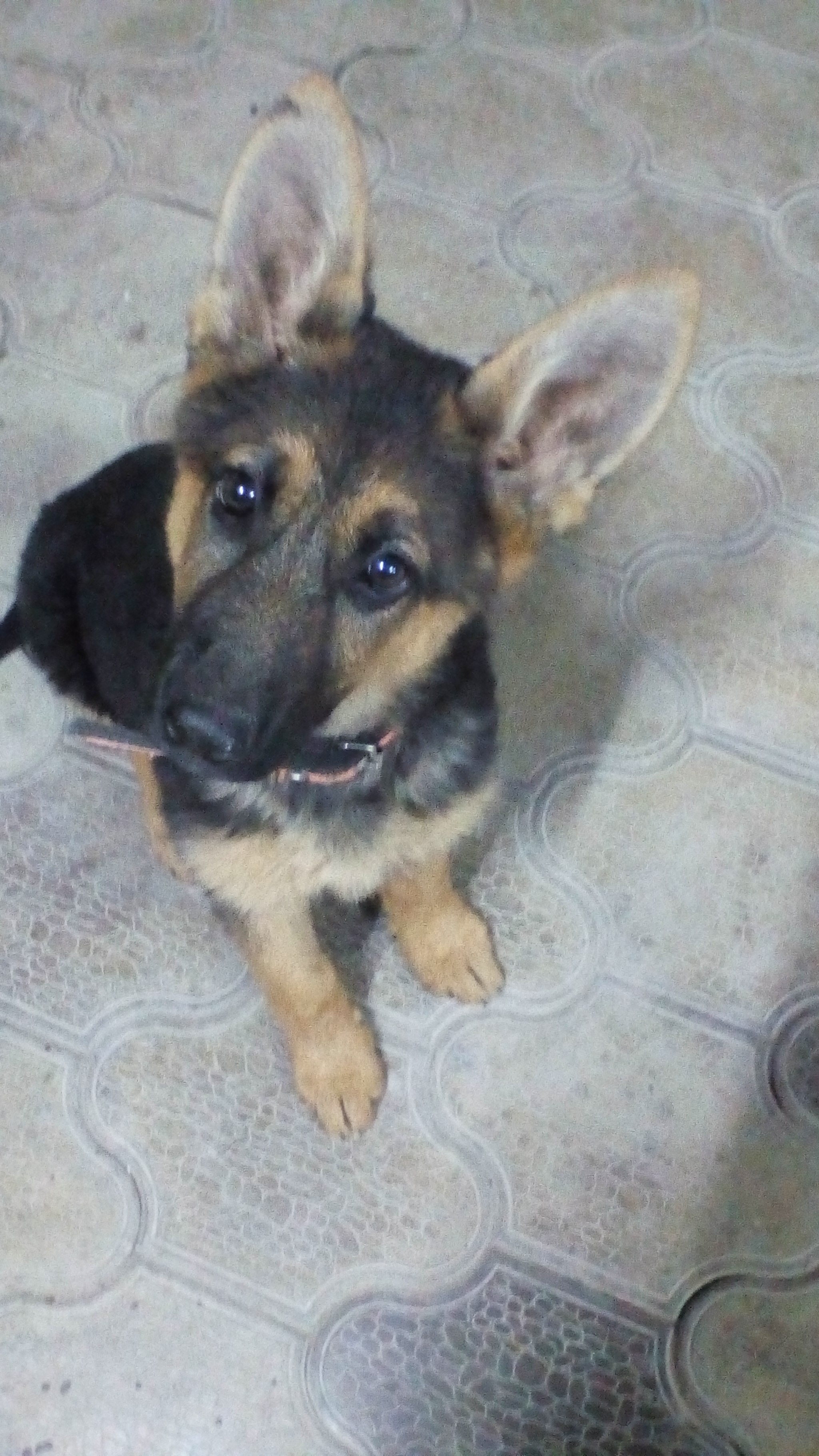 Reply to post Here's a better look at my puppy - My, Reply to post, German Shepherd, Puppies, Longpost, cat, Dog, Pets