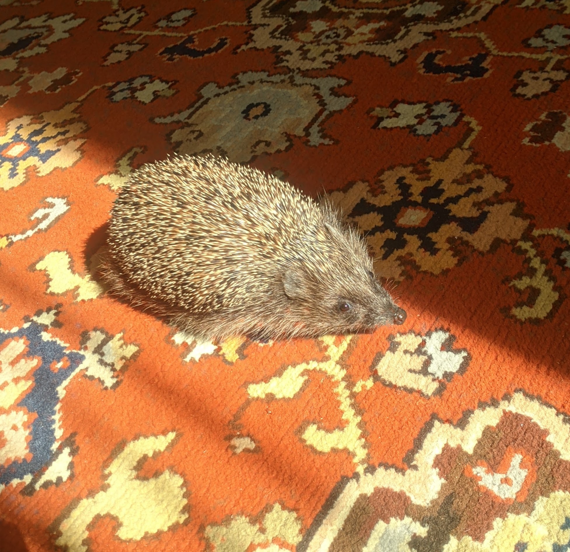 House Hedgehogs - My, Milota, Pets, Hedgehog, Longpost