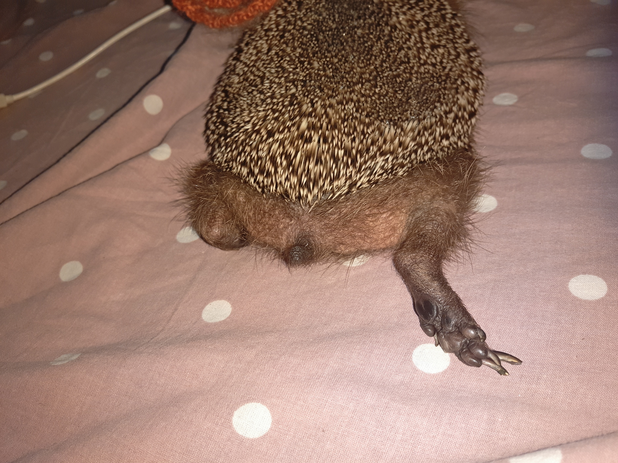 House Hedgehogs - My, Milota, Pets, Hedgehog, Longpost