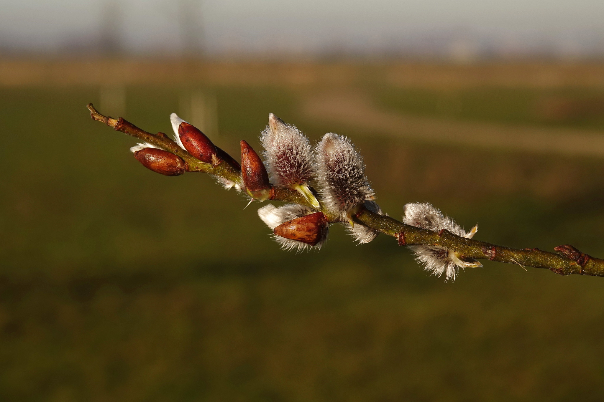 Willow blossomed in Holland - My, Netherlands (Holland), Nature, The photo, Pussy willow