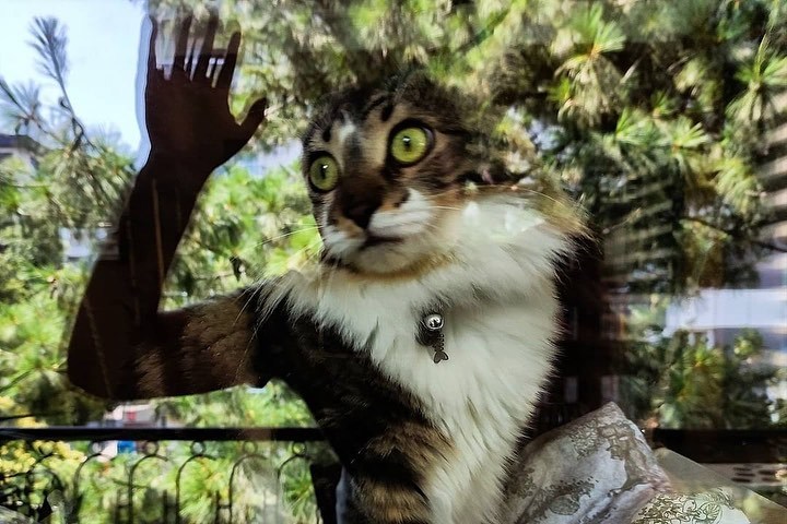 Reflection - cat, Window, Reflection, Pets