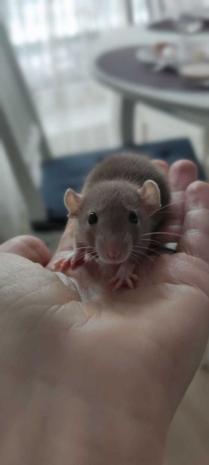 Just a rat in your feed! - My, Rat, Milota, Longpost, Pets, The photo