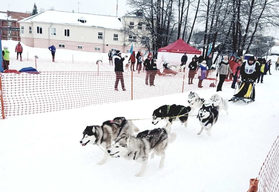 Race - My, Dog, Dog sled, Race, Skis, Winter, Longpost