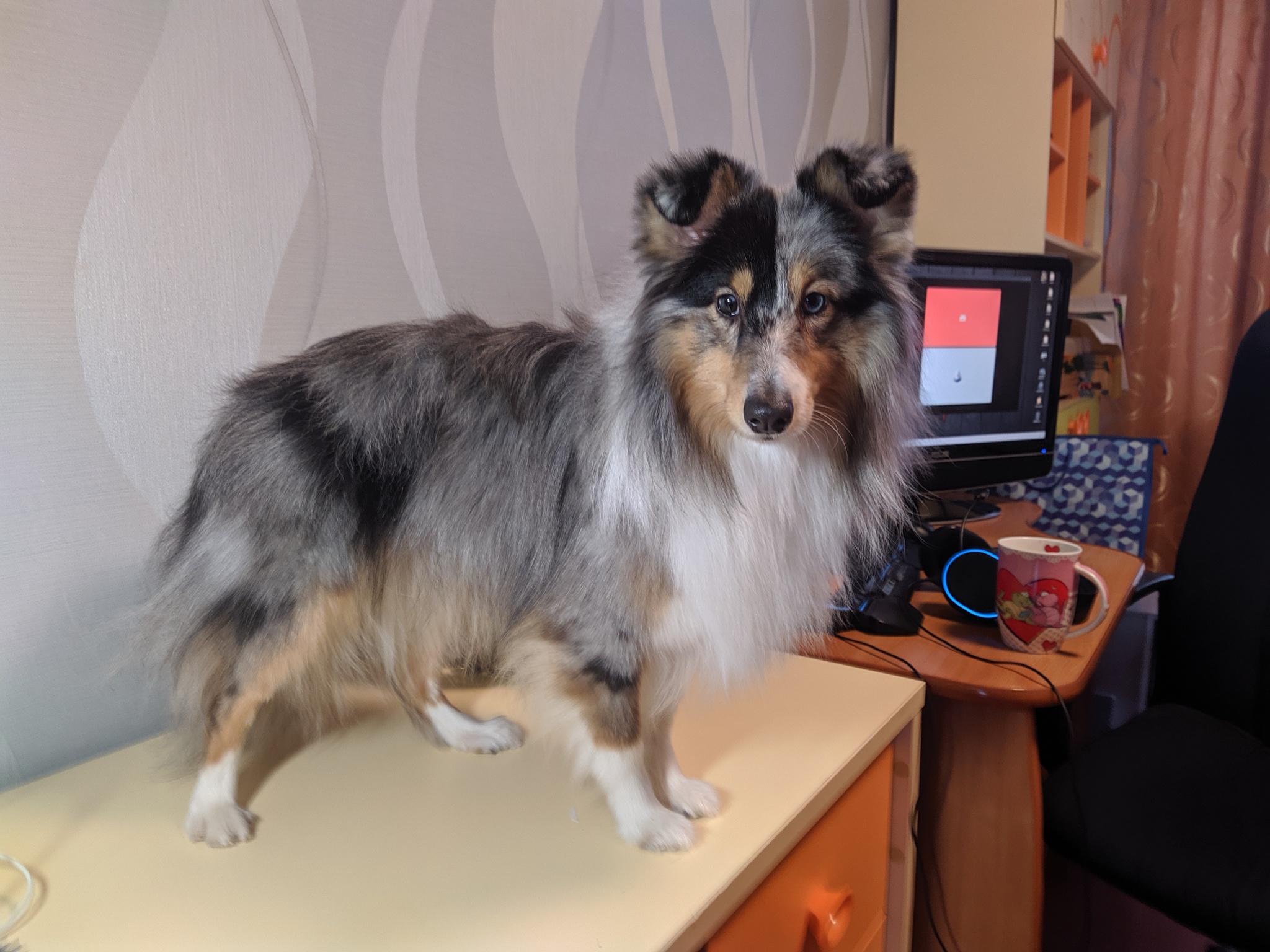 The answer is better look at my puppy - My, Dog, Sheltie, Pets