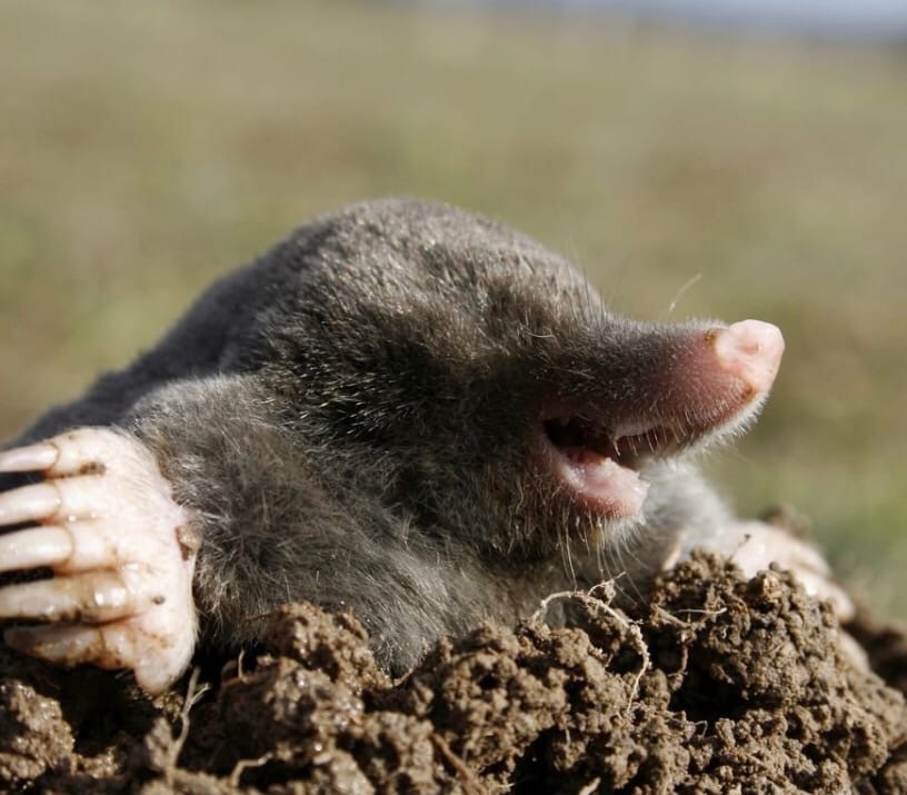 Here, better look at the mole - Mole, Animals, Milota