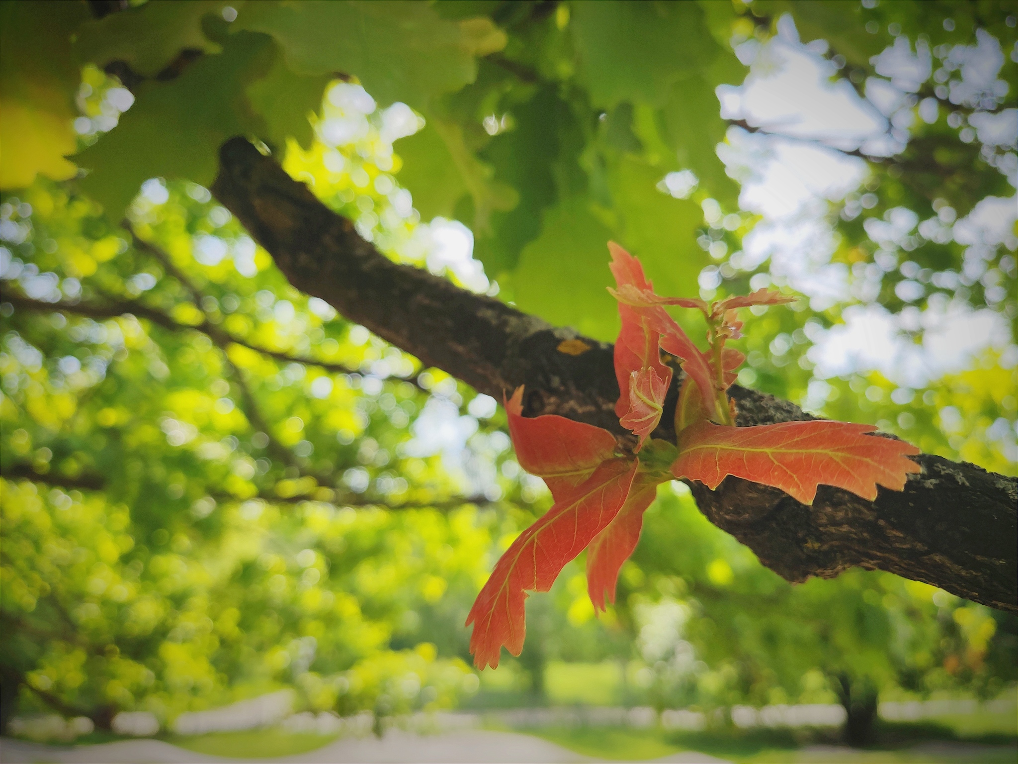 Fall colors - My, Autumn, The photo, Mobile photography, Plants, Nature, beauty of nature, Leaves, Hike, Longpost