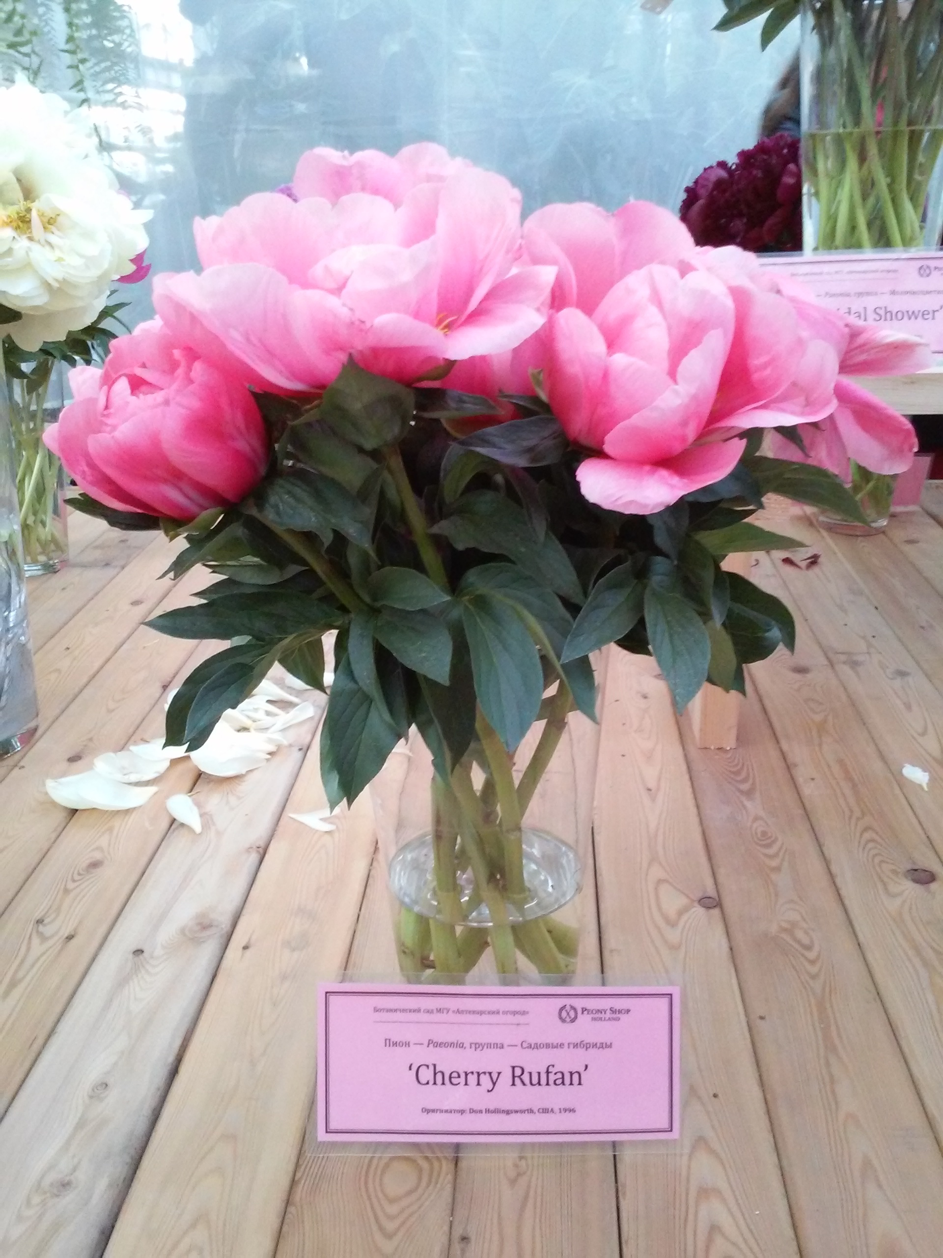 Peonies - My, Peonies, Exhibition, Apothecary Garden, beauty, Tenderness, Longpost