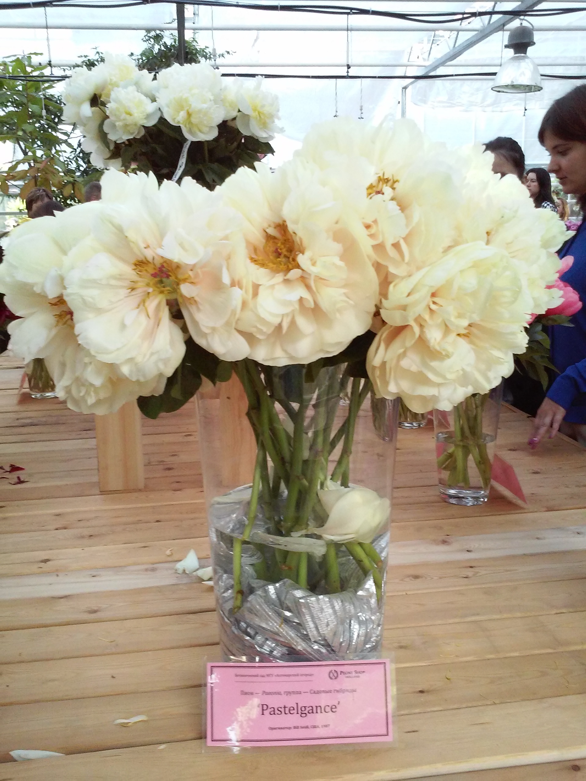 Peonies - My, Peonies, Exhibition, Apothecary Garden, beauty, Tenderness, Longpost