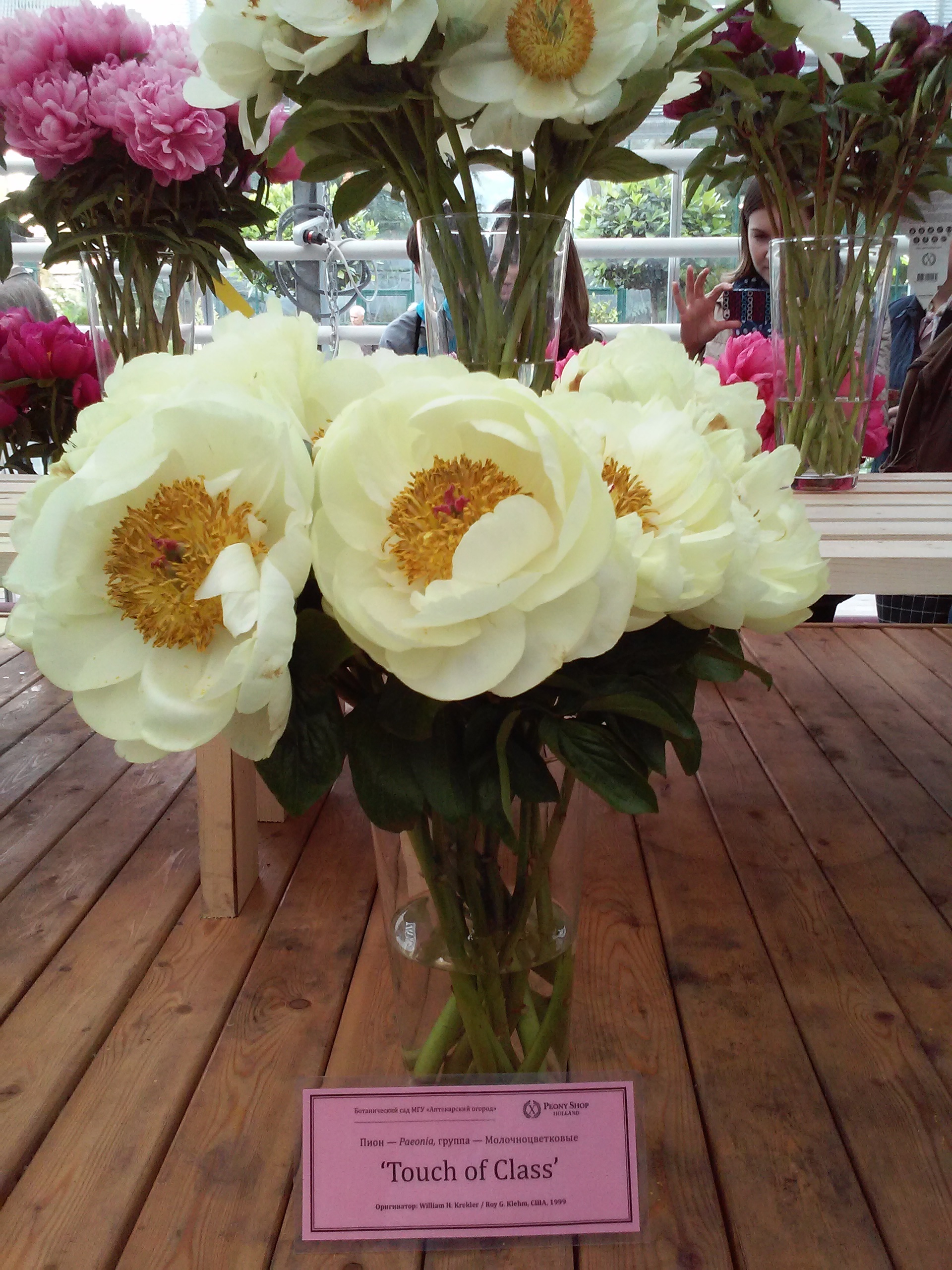 Peonies - My, Peonies, Exhibition, Apothecary Garden, beauty, Tenderness, Longpost