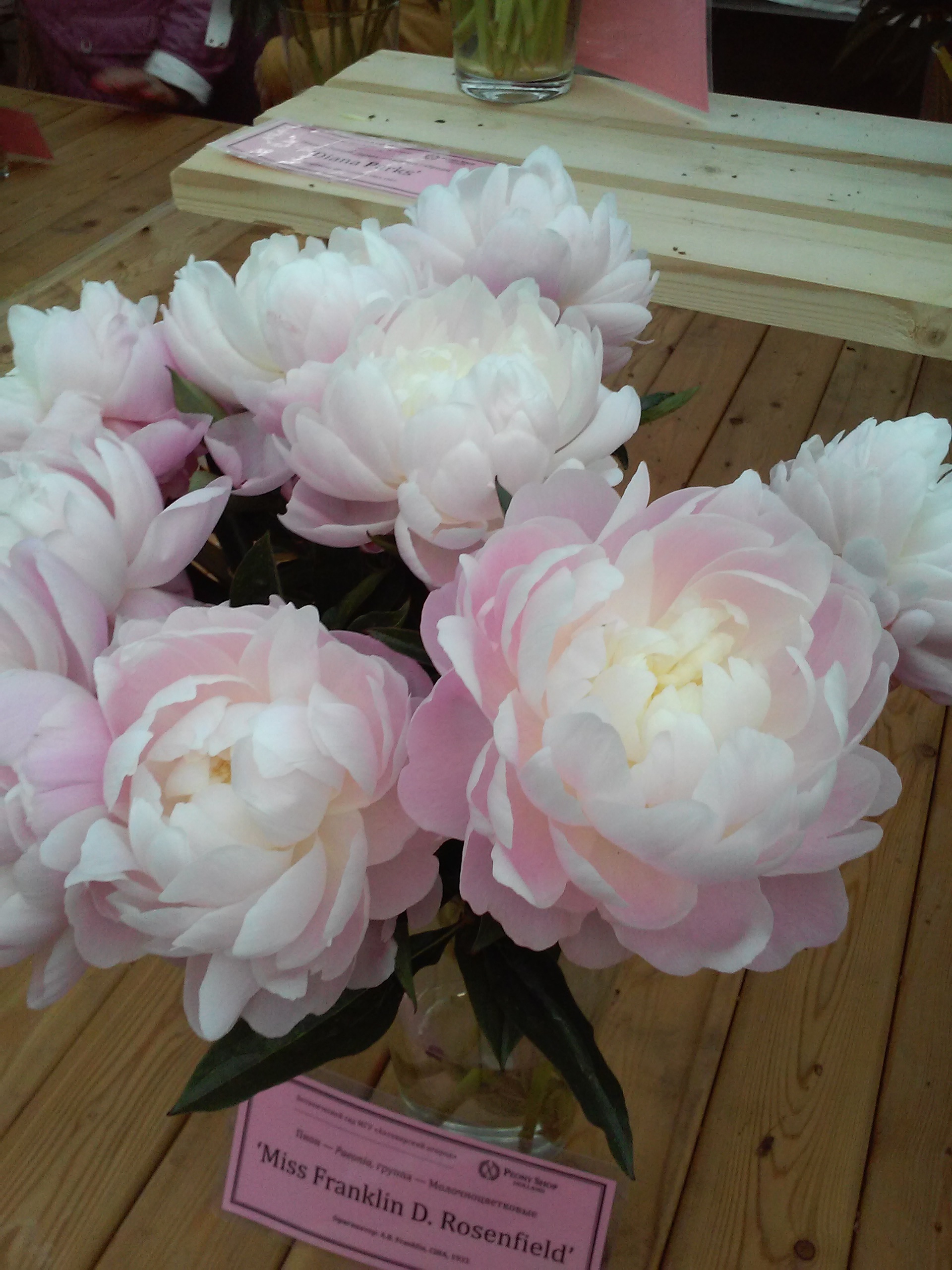 Peonies - My, Peonies, Exhibition, Apothecary Garden, beauty, Tenderness, Longpost