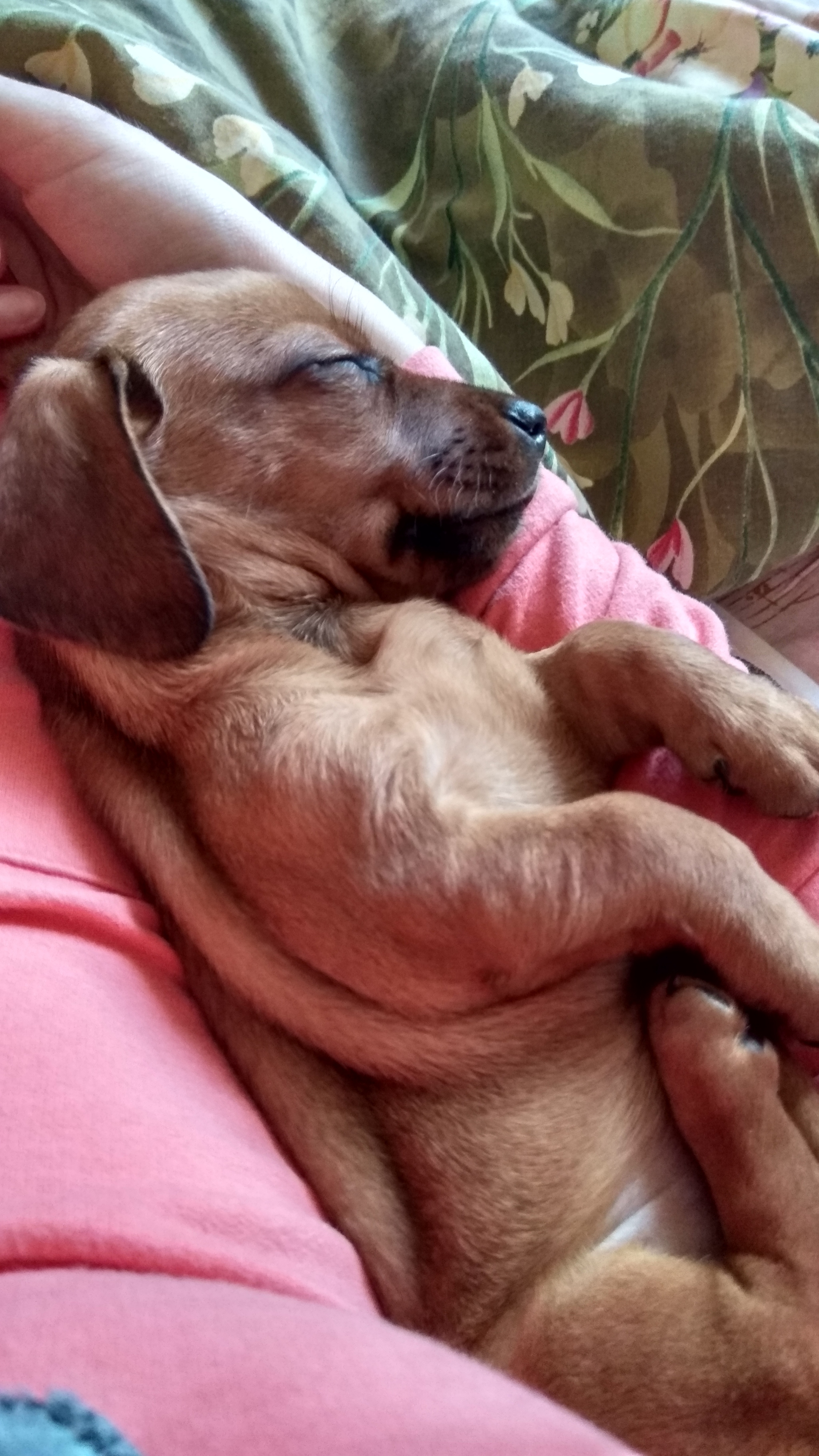 Response to the post Here's a better look at my puppy - My, Dog, Puppies, Milota, Dachshund, Reply to post, Longpost