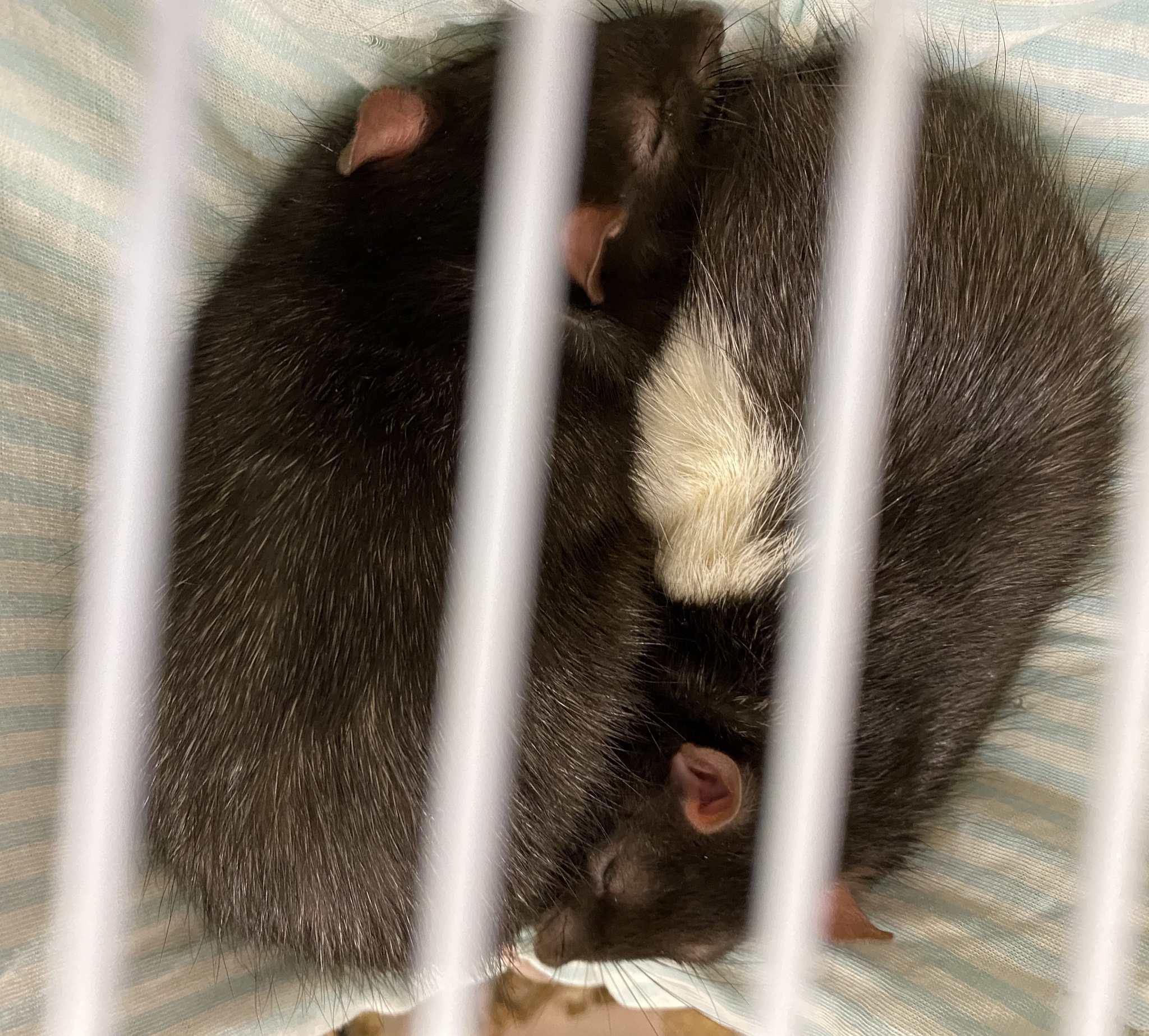 Better look at my rats! - My, Decorative rats, Rat, Rat Chronicles, Longpost, Pets