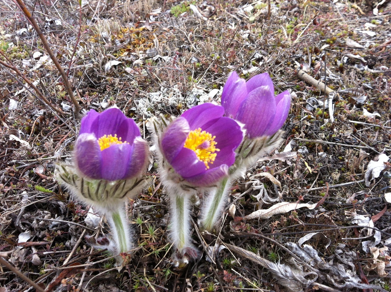 Chukotka - My, Chukotka, Bilibino, The nature of Russia, Longpost