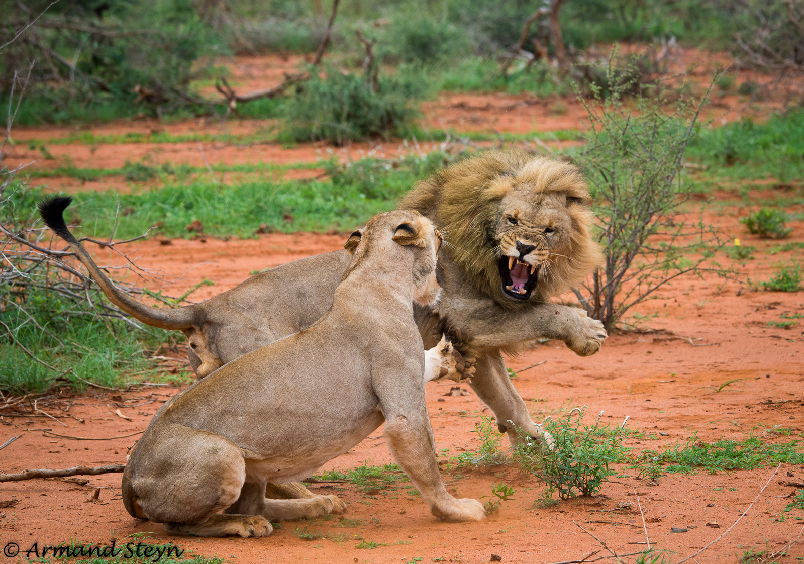 The Lion and the Lioness after Mating - Lioness, a lion, Big cats, Cat family, Predatory animals, Wild animals, wildlife, Reserves and sanctuaries, South Africa, The photo