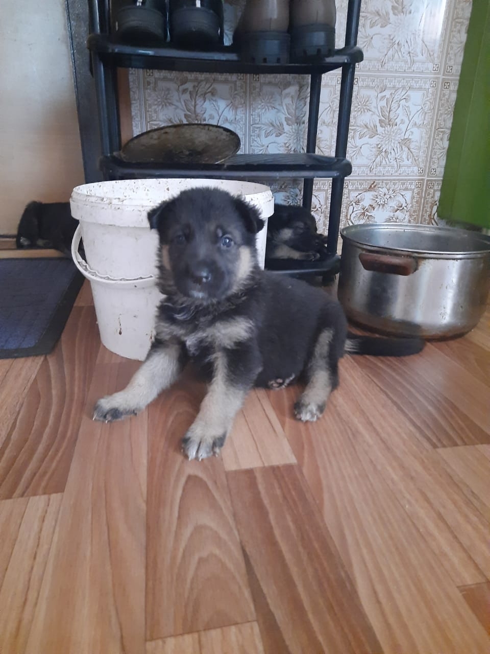 First births - My, German Shepherd, Puppies, Longpost