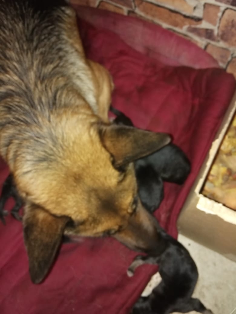 First births - My, German Shepherd, Puppies, Longpost