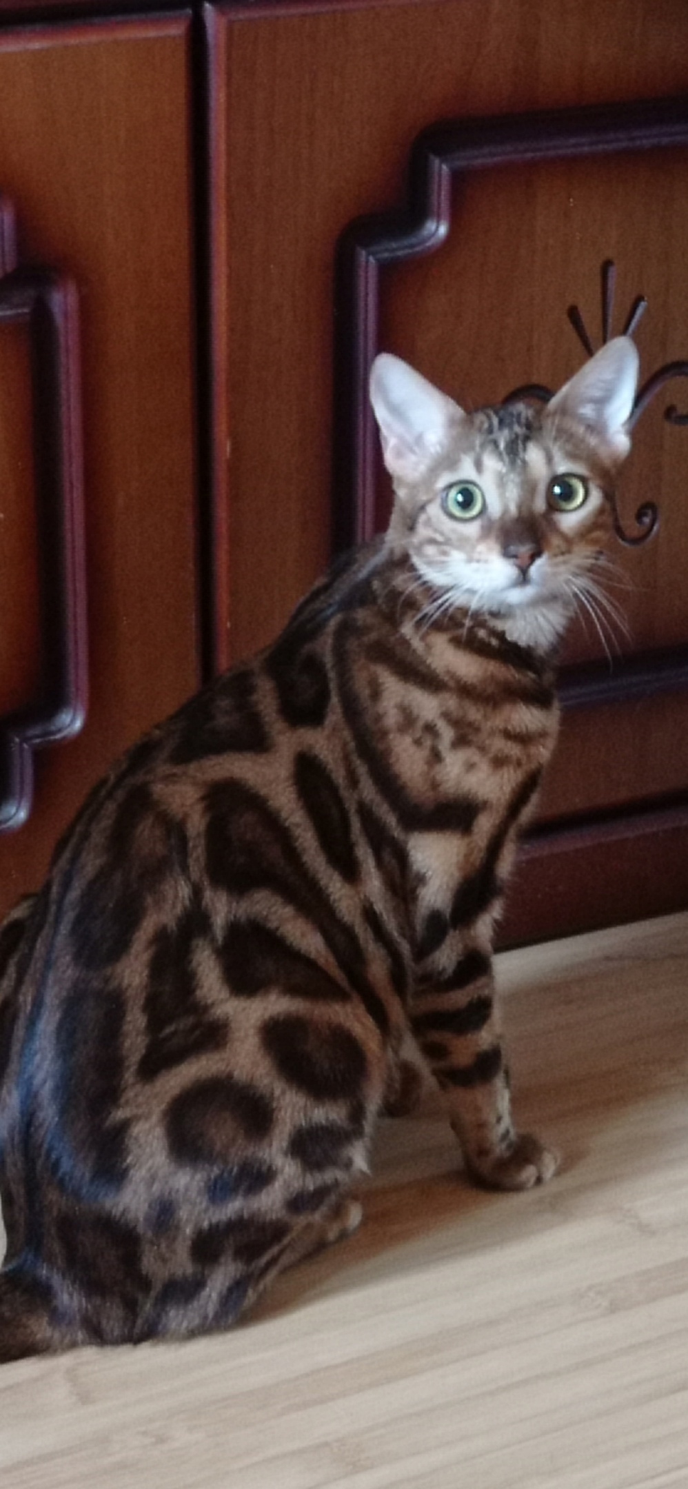 Response to the post Did not show a cat - not a pickabushnik - My, cat, Bengal cat, Reply to post, Longpost