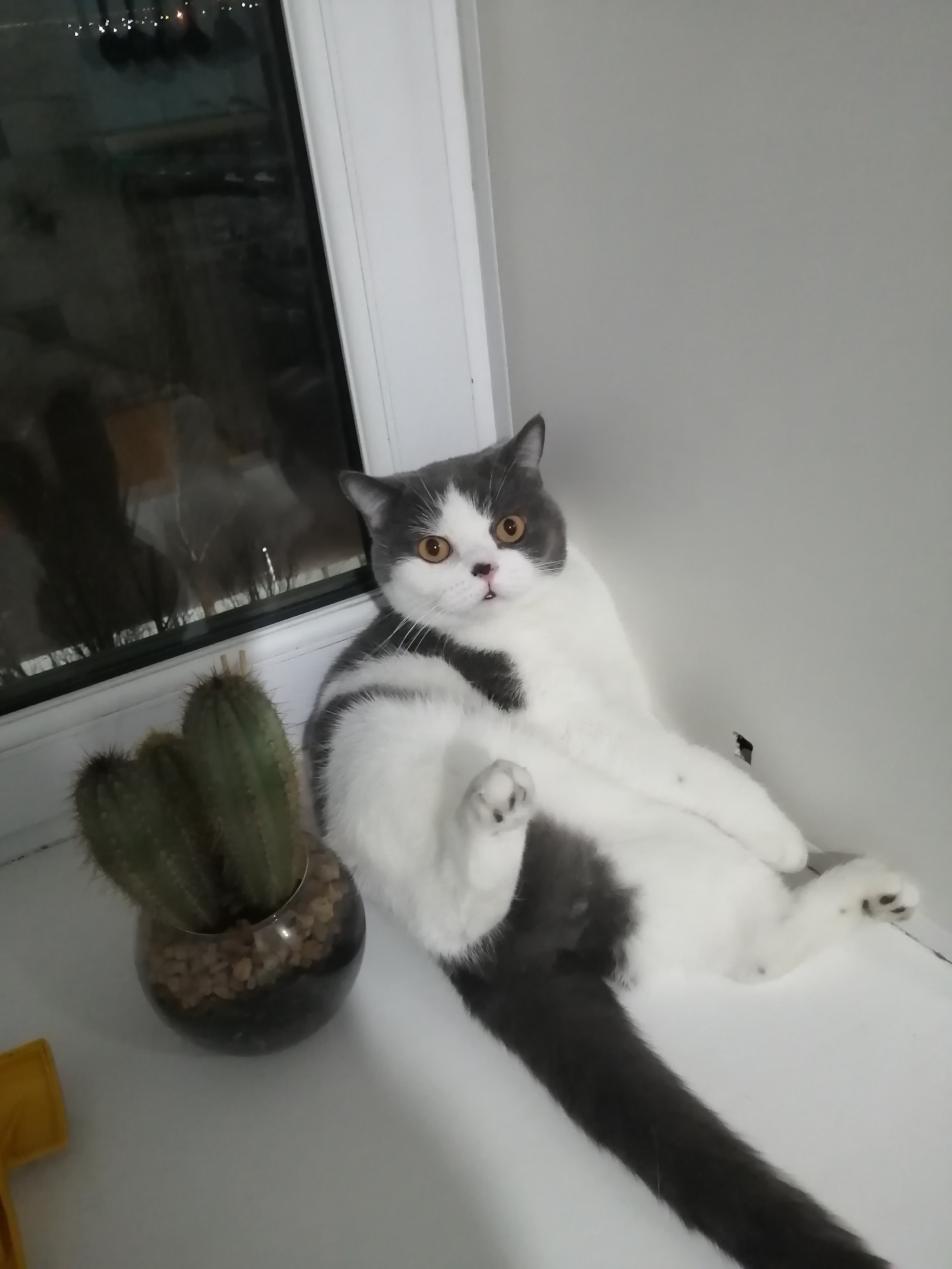 Kotopost - My, cat, Cactus, Longpost