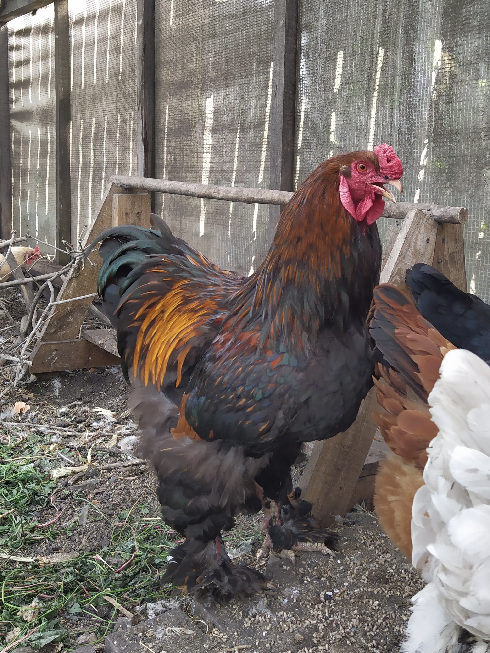 I'll dilute the cats with chickens - My, Hen, Rooster, Pets, Longpost