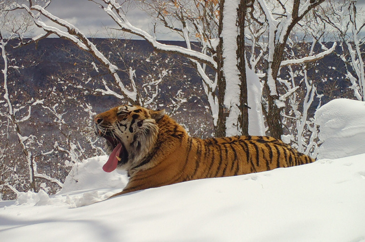 Females - warm places! - Amur tiger, Amur region, Big cats, Wild animals, wildlife, Tiger, Cat family, Predatory animals, Russian Geographical Society, Rewrote, Rare view, Accounting, Longpost