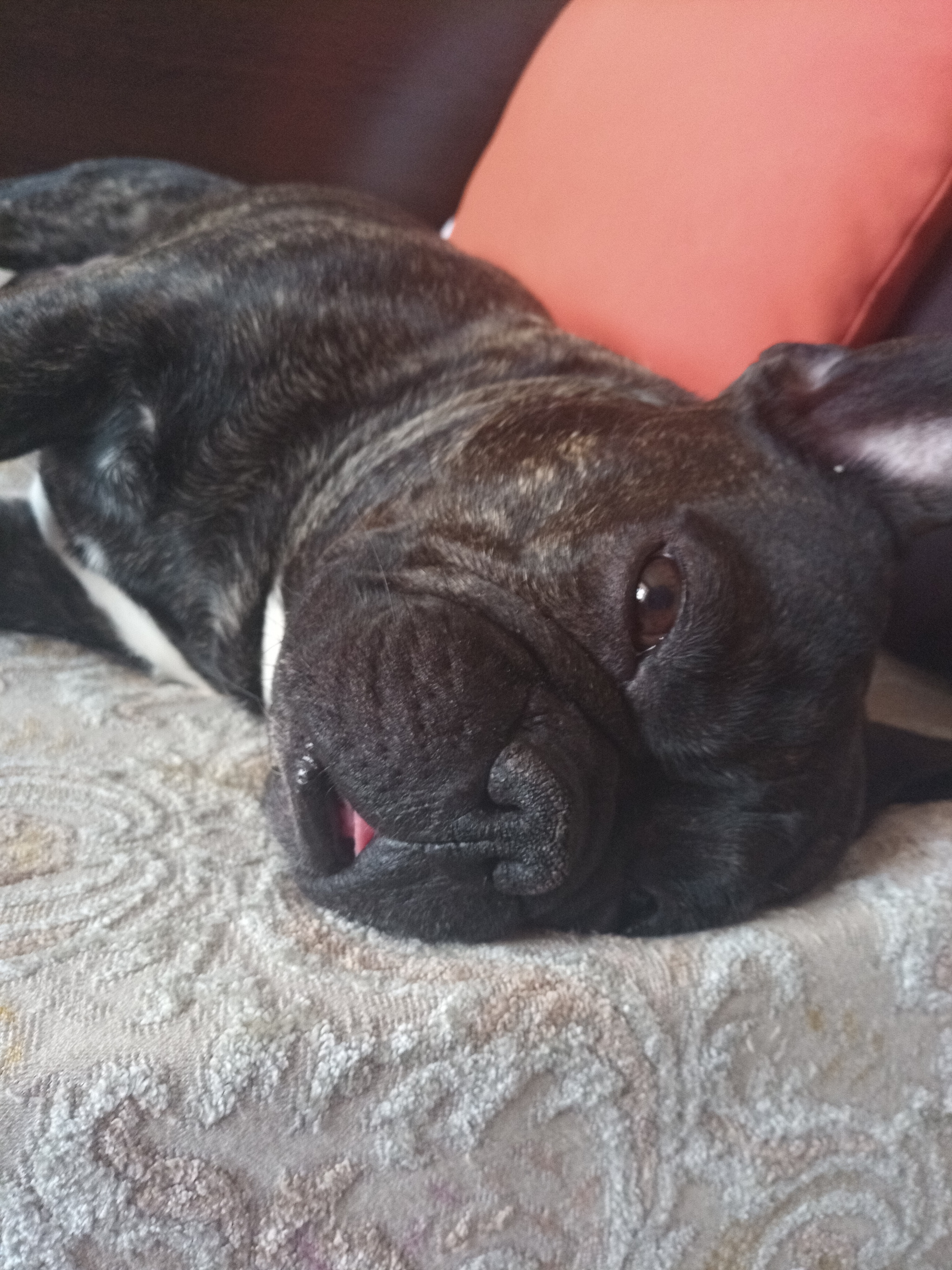 Just relaxing - My, Dog, French Bulldog