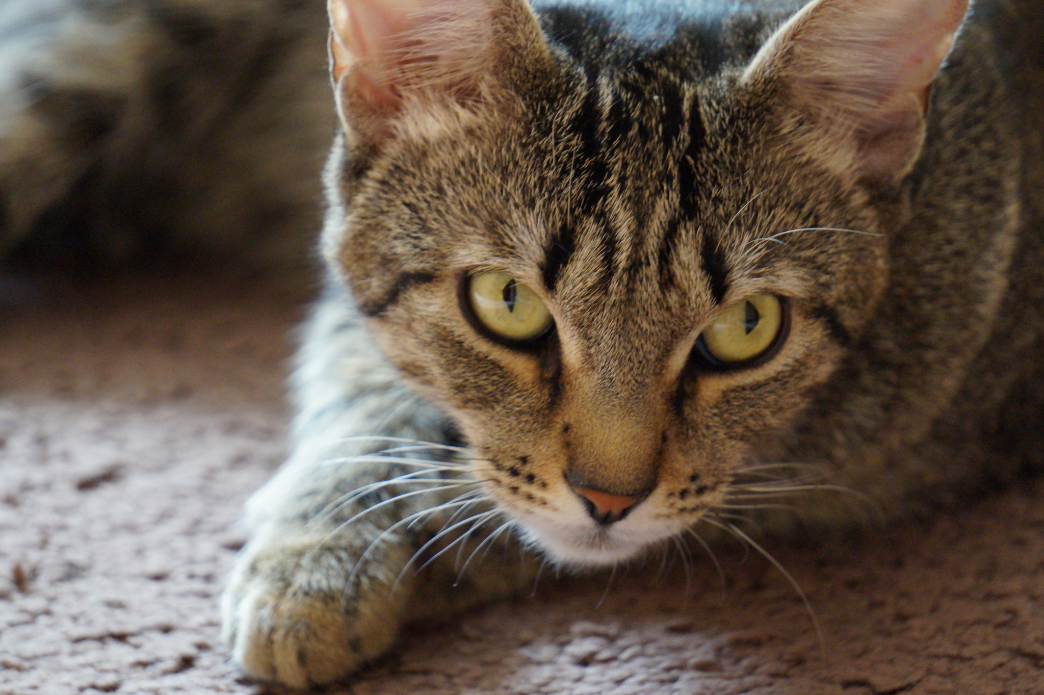 Cat with triangular pupils - My, cat, Animals, Pets, The photo