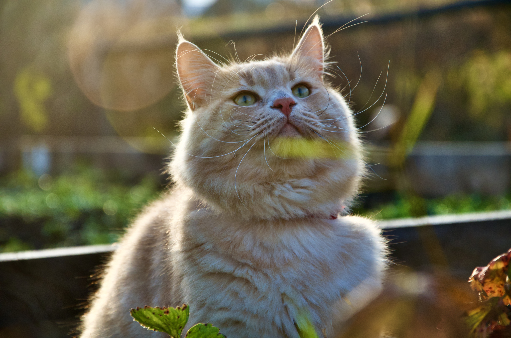 Cat - My, cat, Redheads, The sun