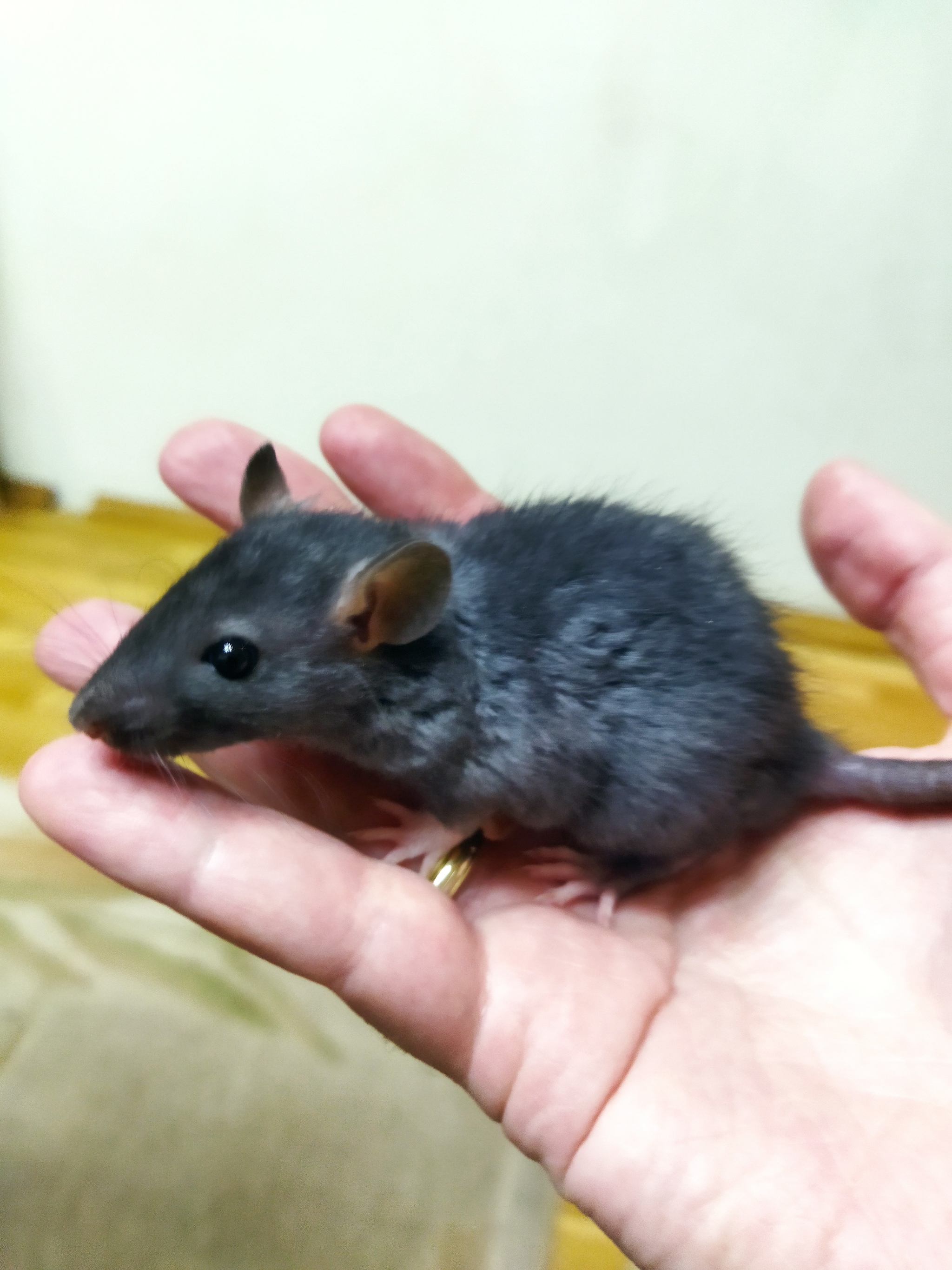 Look at my furry better! - My, Rat, Pets, Longpost