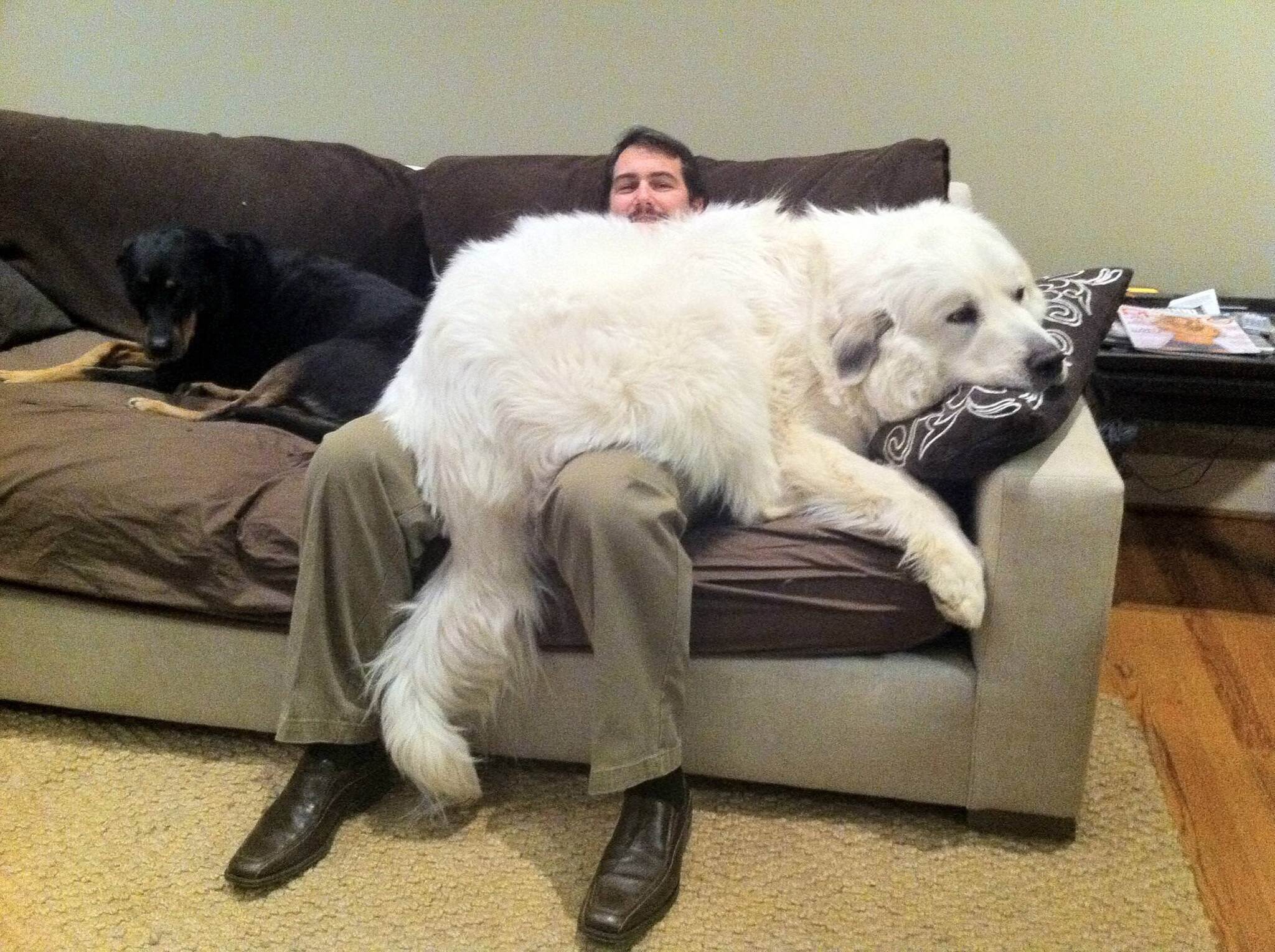 Glorious Dog - Dog, Sofa, The size, Milota