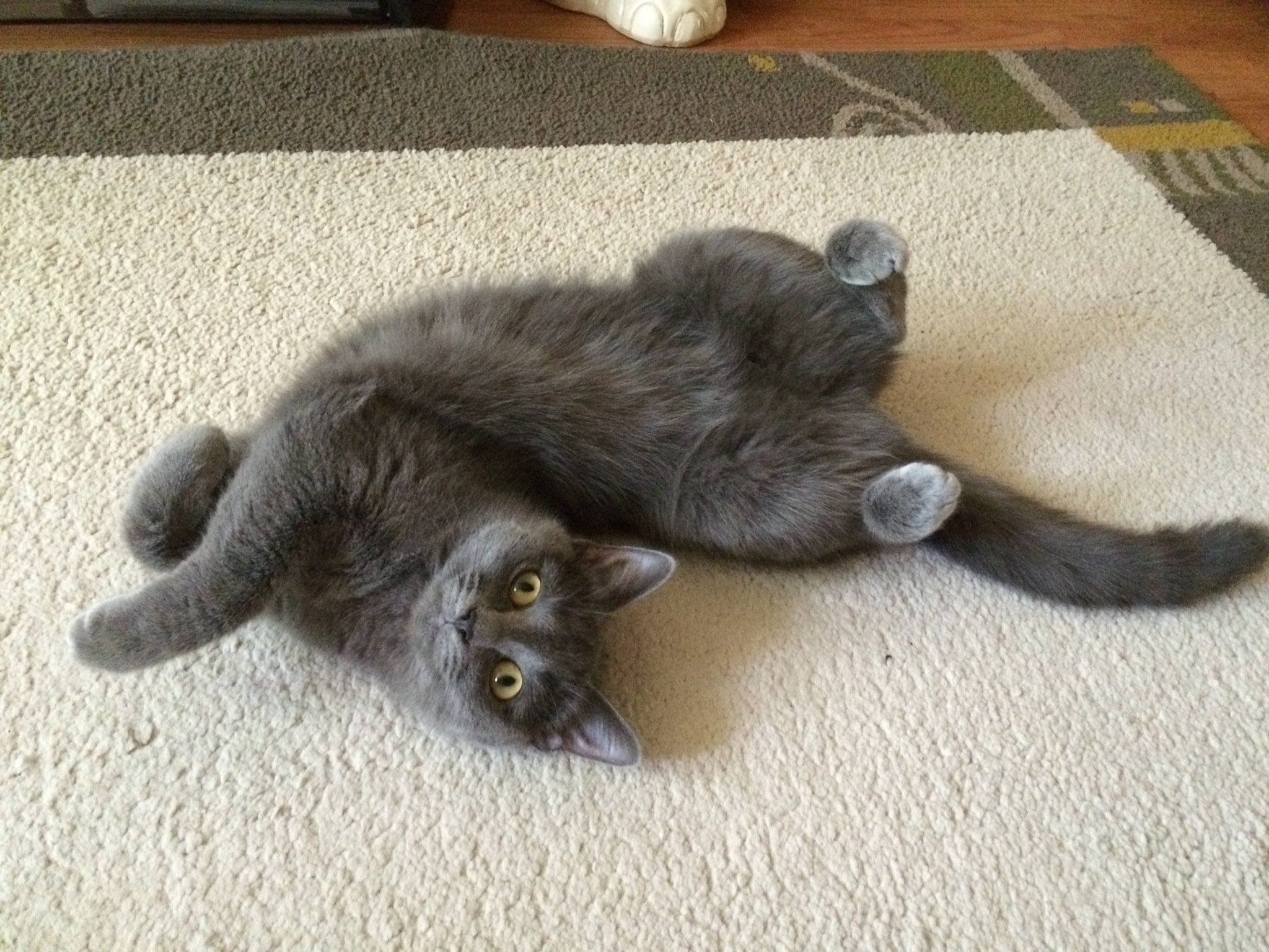 Some kind of flash mob with cats - My, cat, Russian blue, Longpost