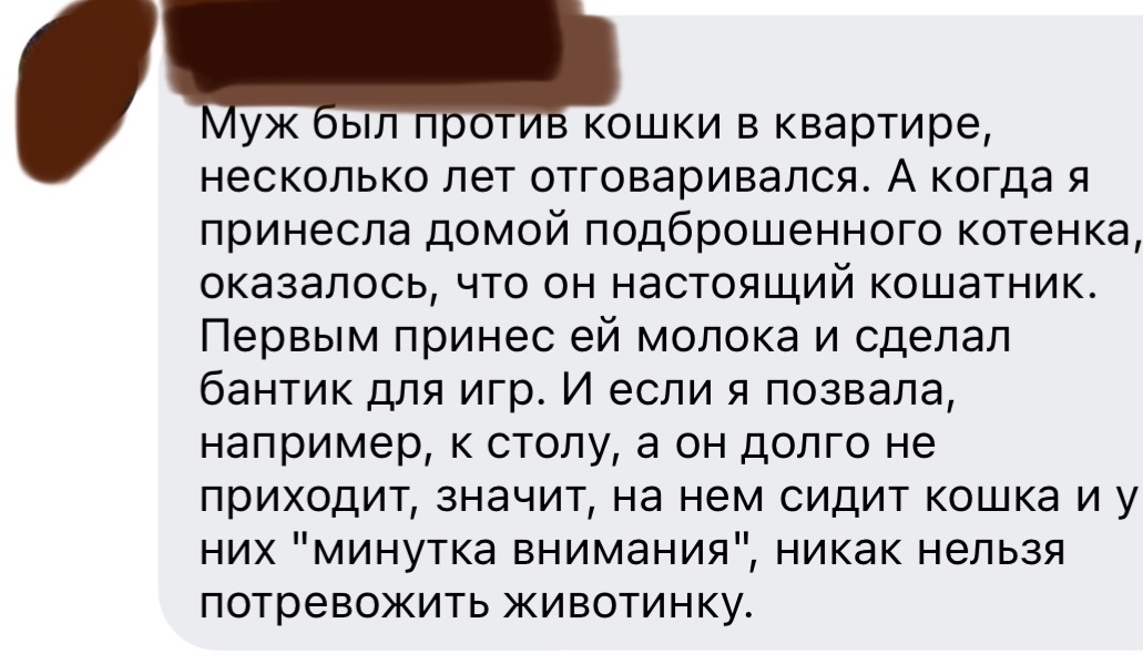 Теперь это его любимица - Скриншот, Facebook, Кот