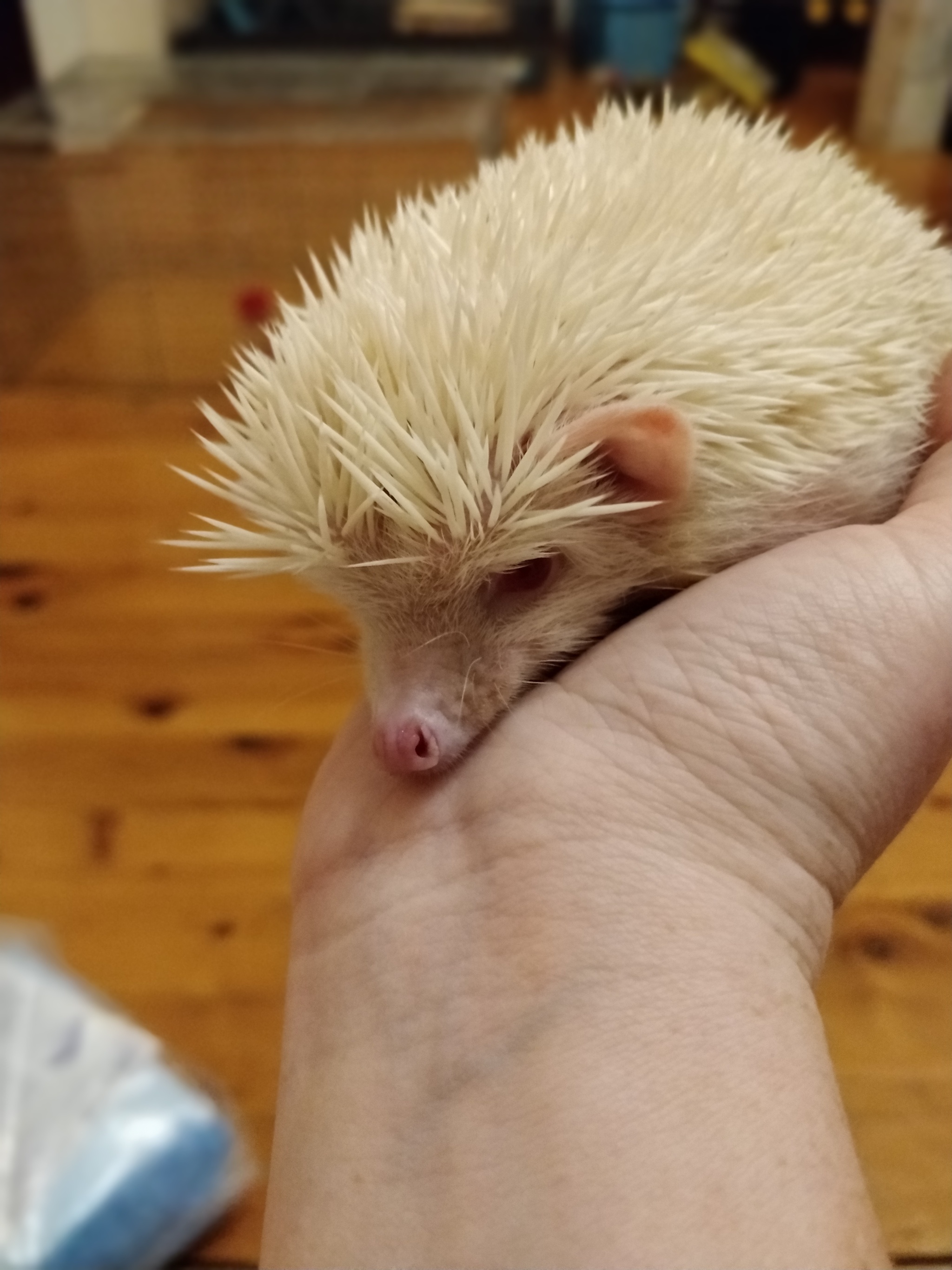 Fasting is cute. Look at my hedgehogs - My, Hedgehog, Milota, African pygmy hedgehog, Pets, Longpost