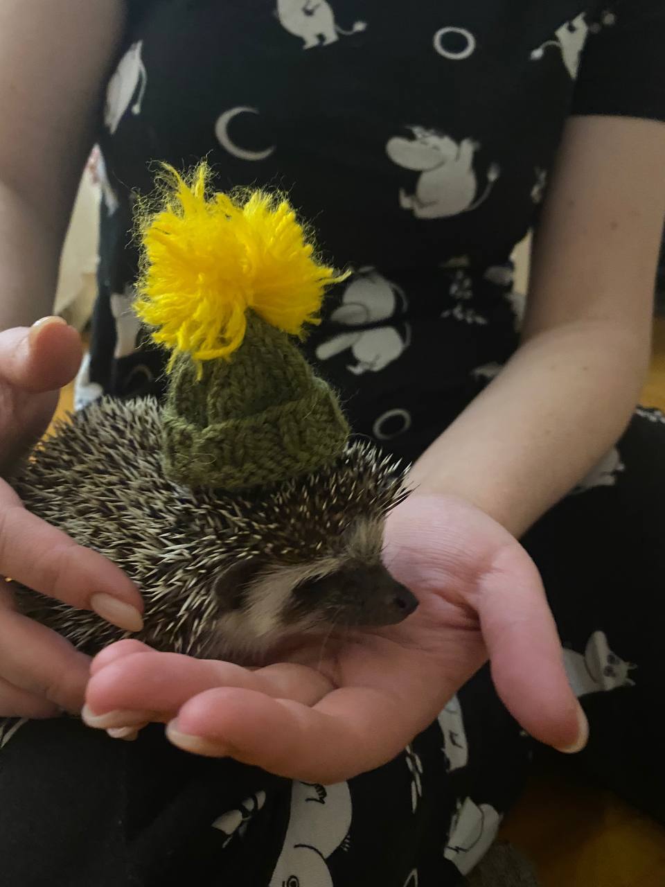 Fasting is cute. Look at my hedgehogs - My, Hedgehog, Milota, African pygmy hedgehog, Pets, Longpost