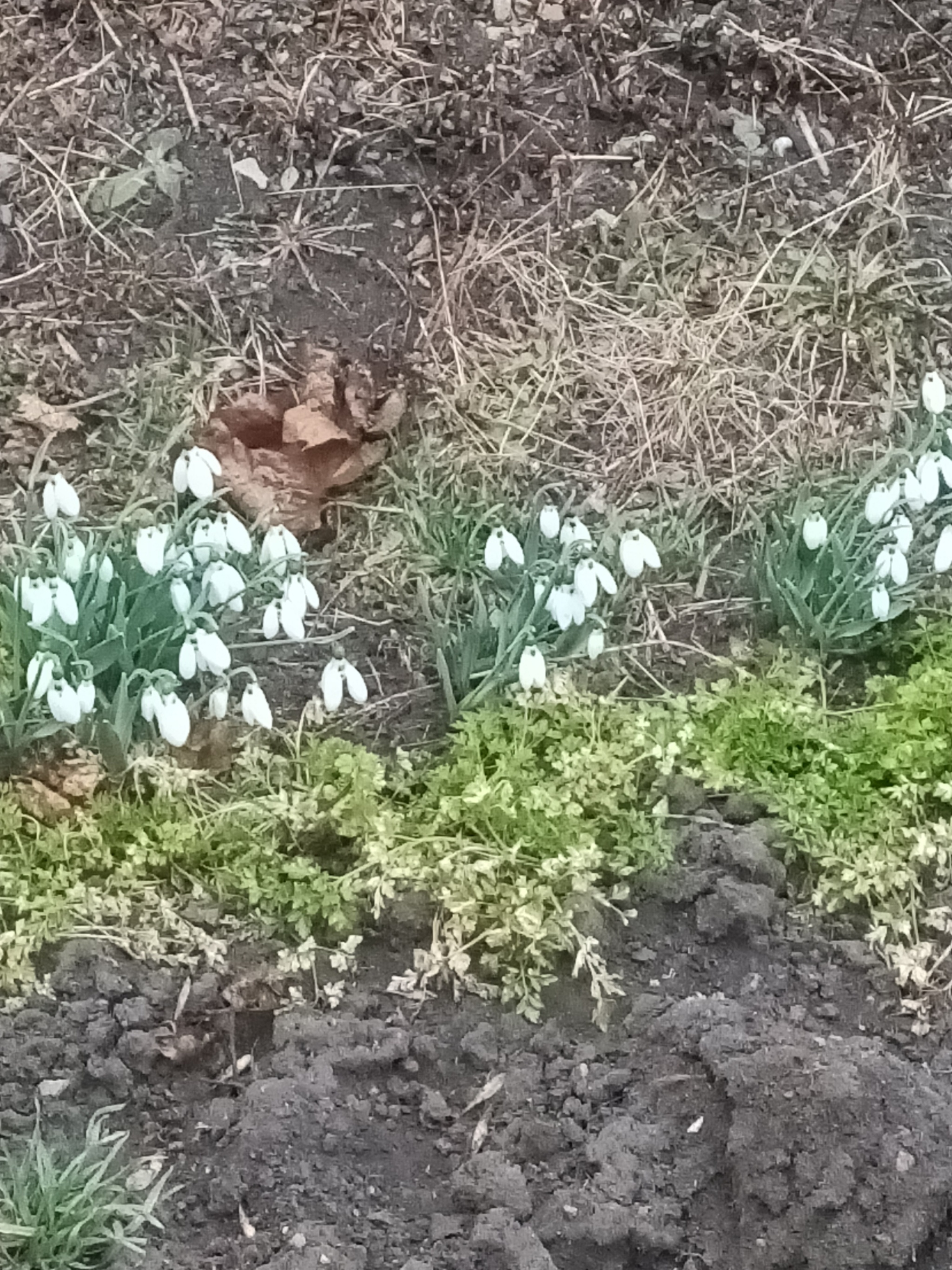 There's a war all around, and I have this... - My, Snowdrops flowers, Politics