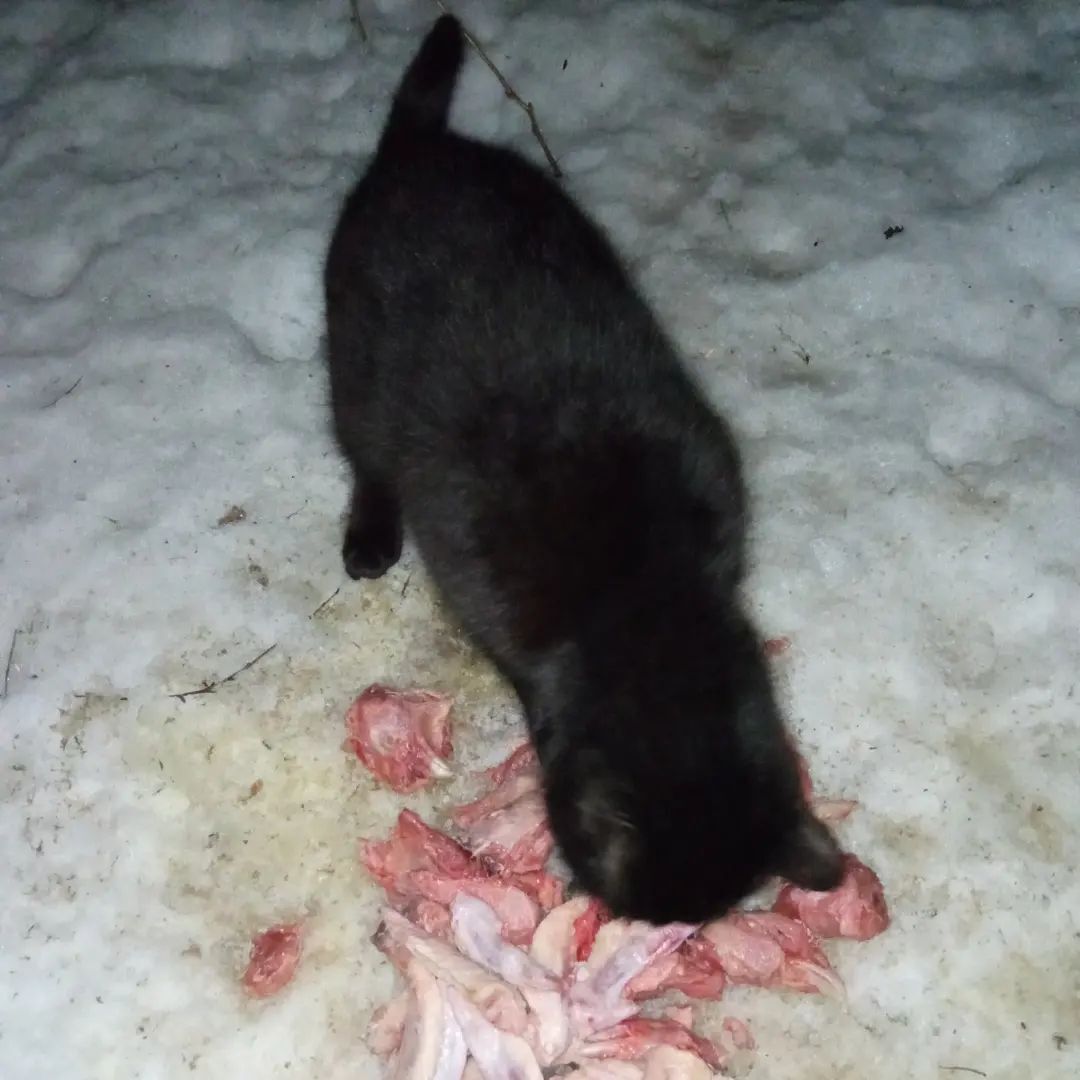 I continue to feed abandoned summer residents cats on February 18-28. Guests came. It's very slippery here. - My, cat, Dacha, Animal Rescue, Winter, Snow, Video, Longpost